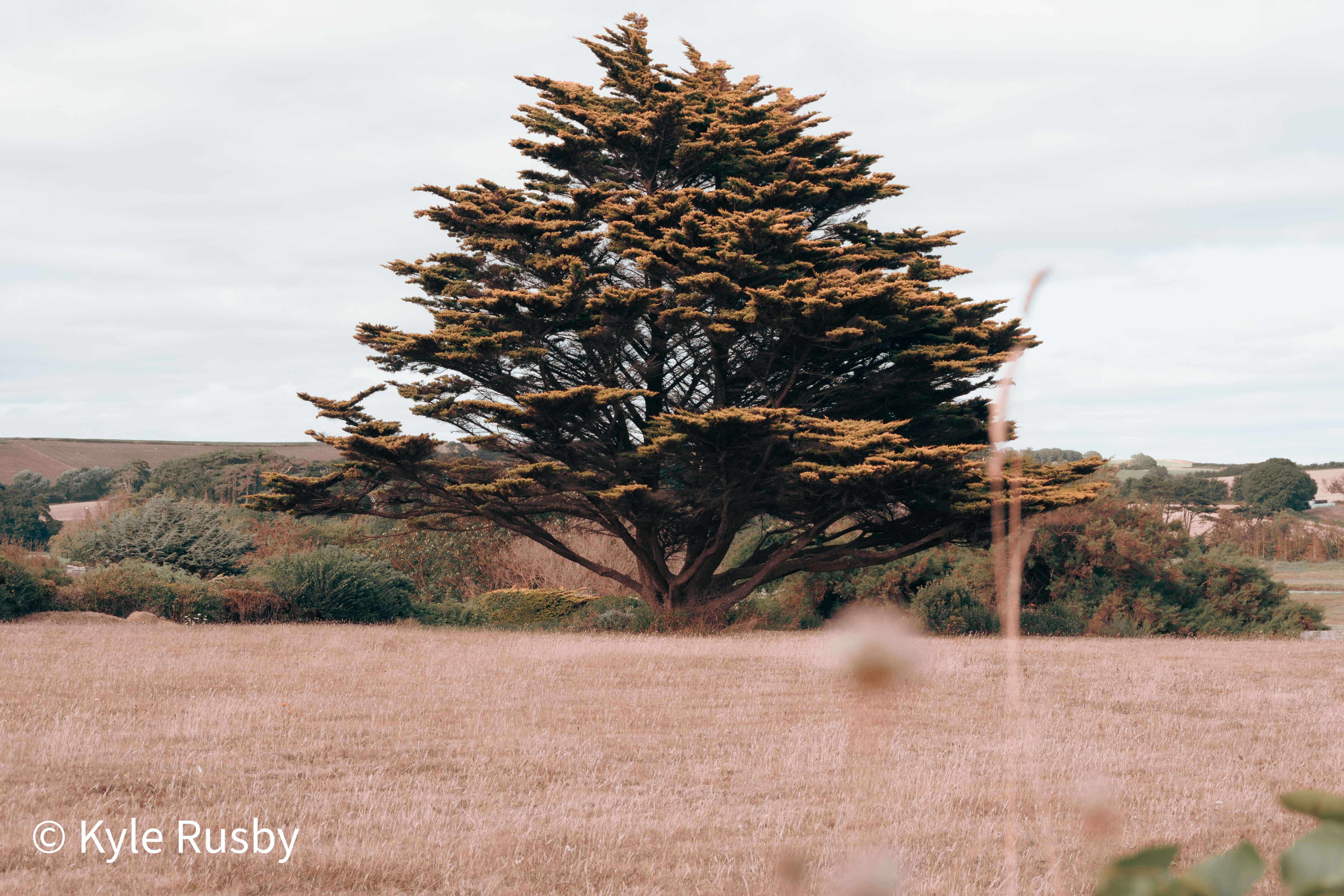 A vast wind-shaped Monterey pine standing alone beyond a field of dry summer grass under a pale sky