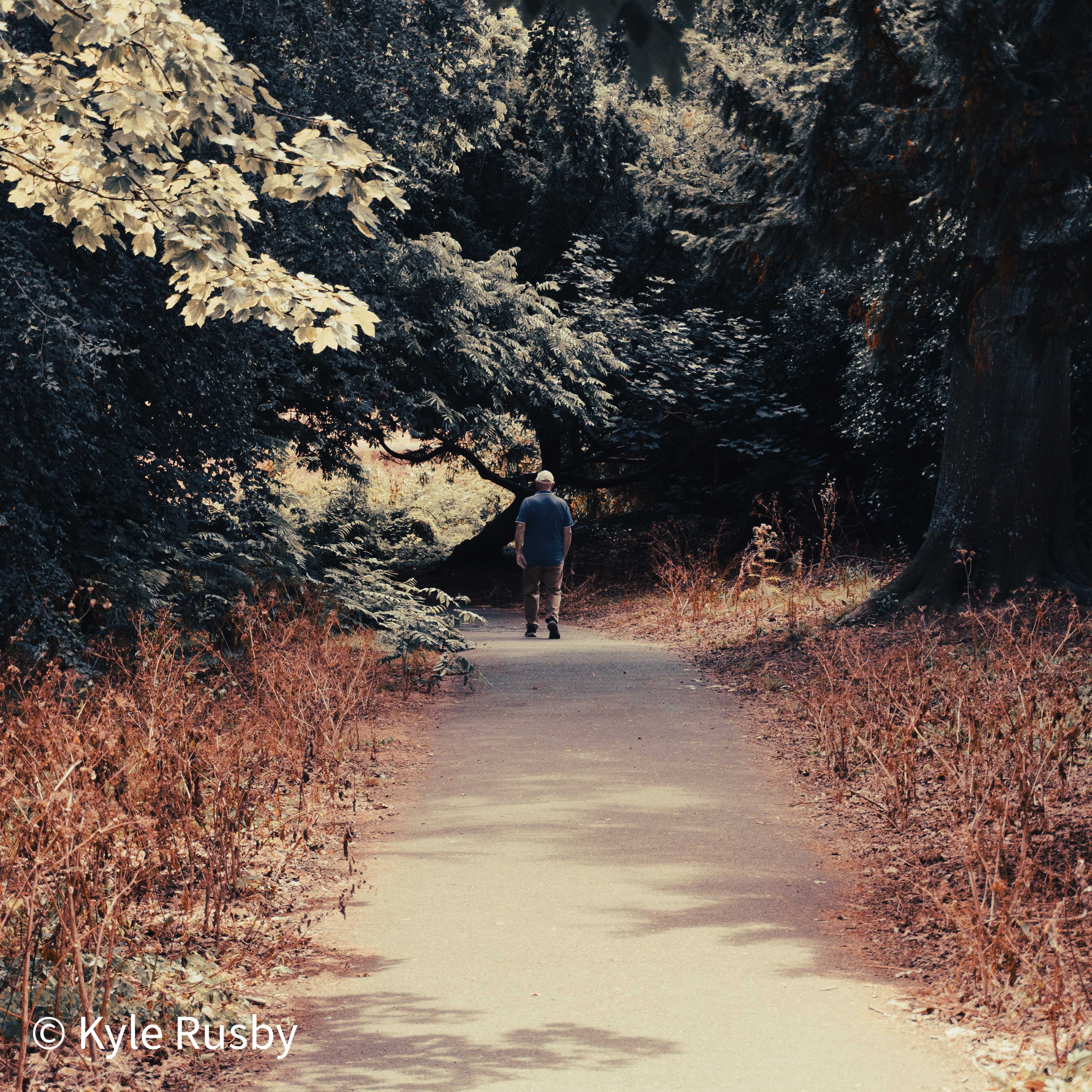 A man in a cap and blue T-shirt walks a pale path into the shade of big trees, dry copper undergrowth on both sides