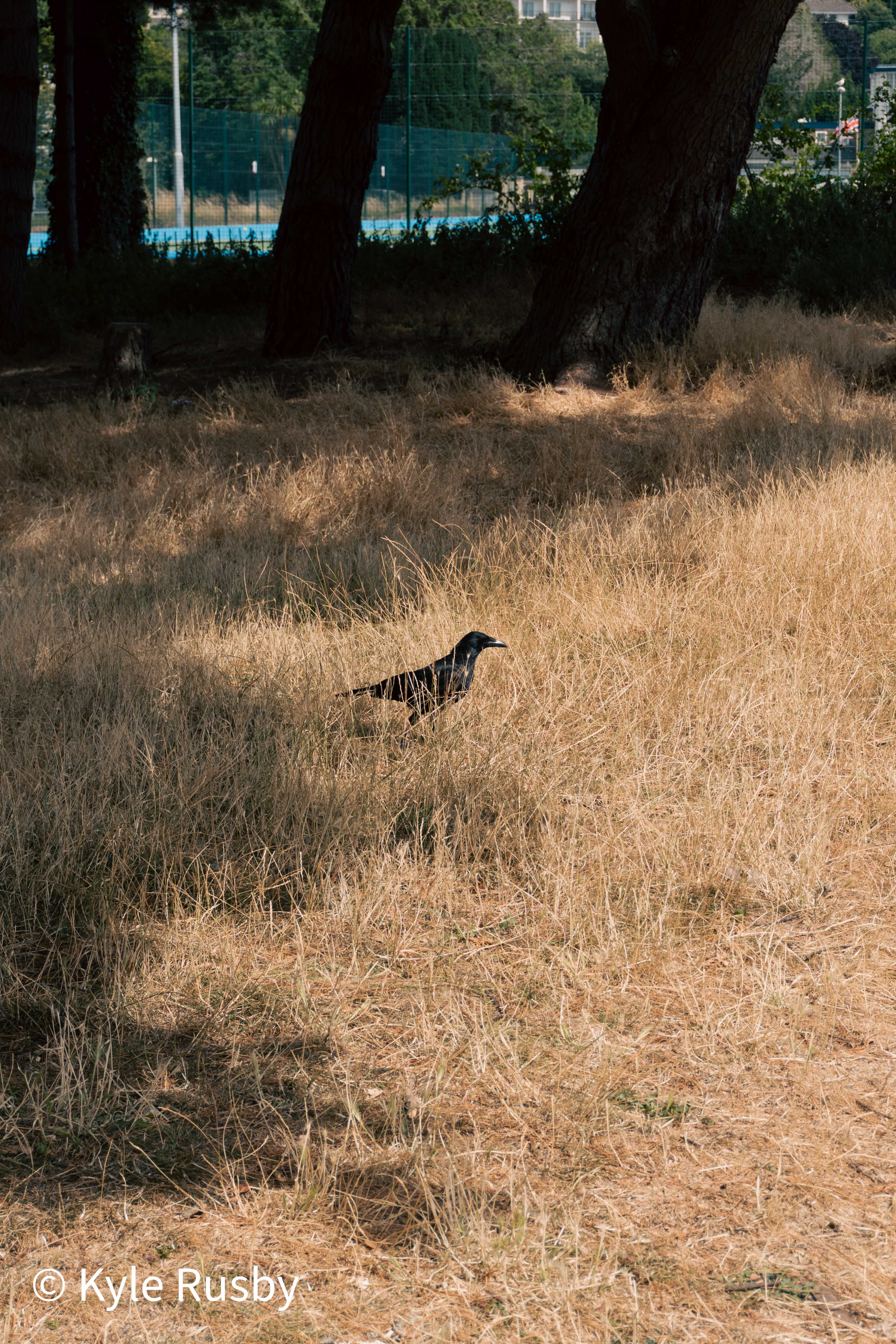 A crow stands in parched straw-coloured grass beneath dark pines, a blue-fenced tennis court in the shade behind
