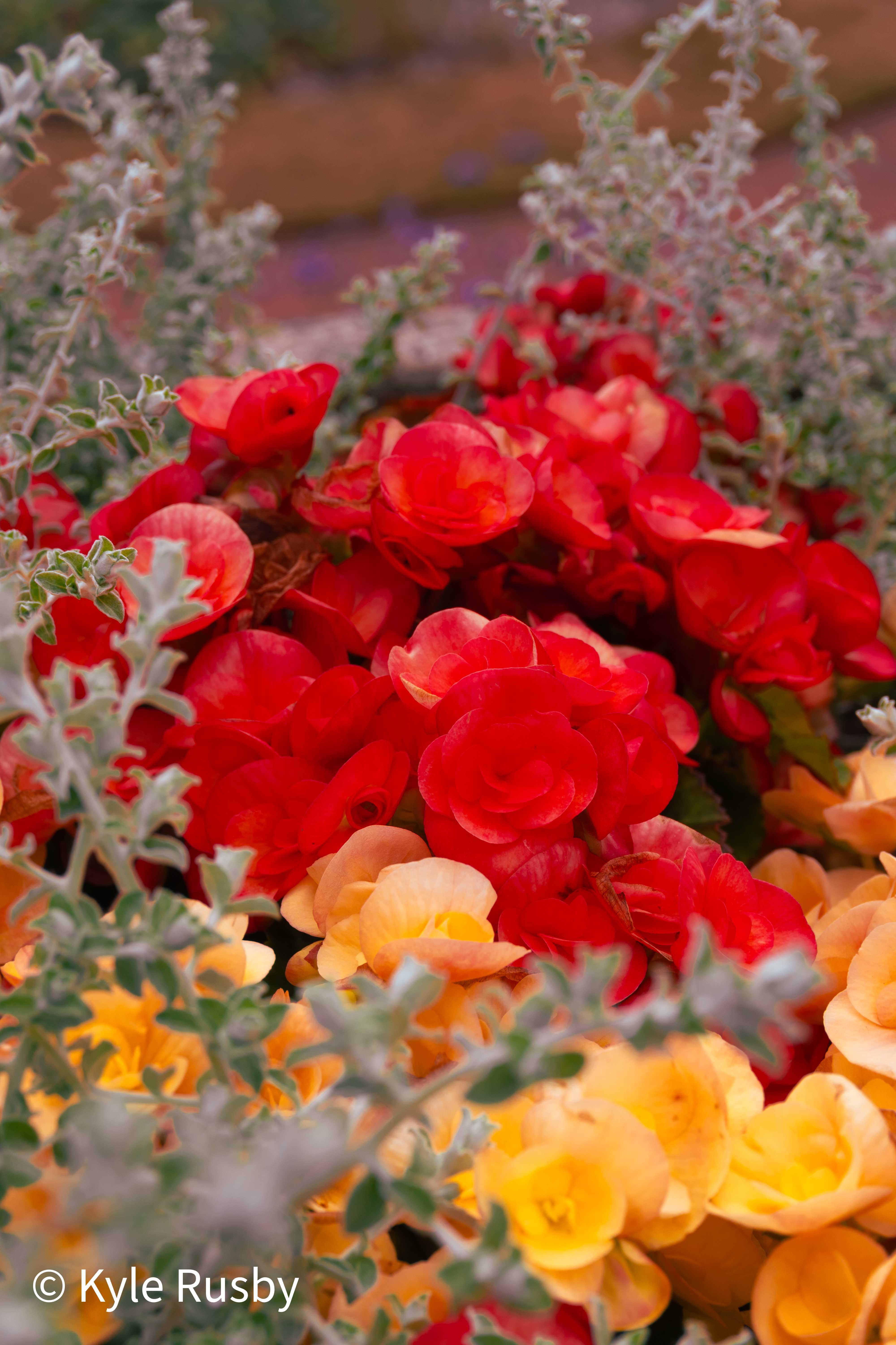 A bed of scarlet and amber begonias tangled with silver-leaved foliage in soft evening light