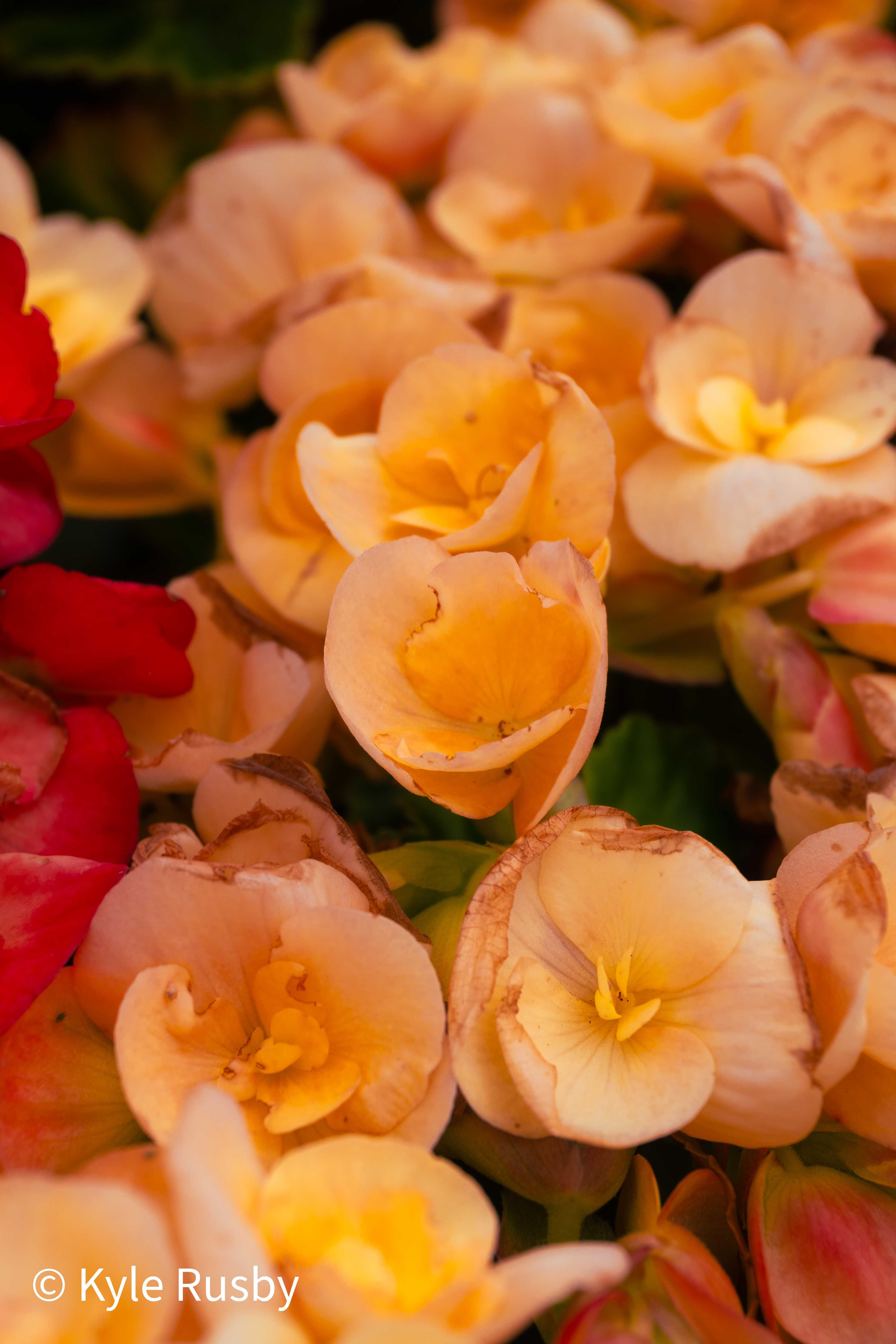 Peach begonia blooms crowding the frame, their ruffled petals browning at the edges
