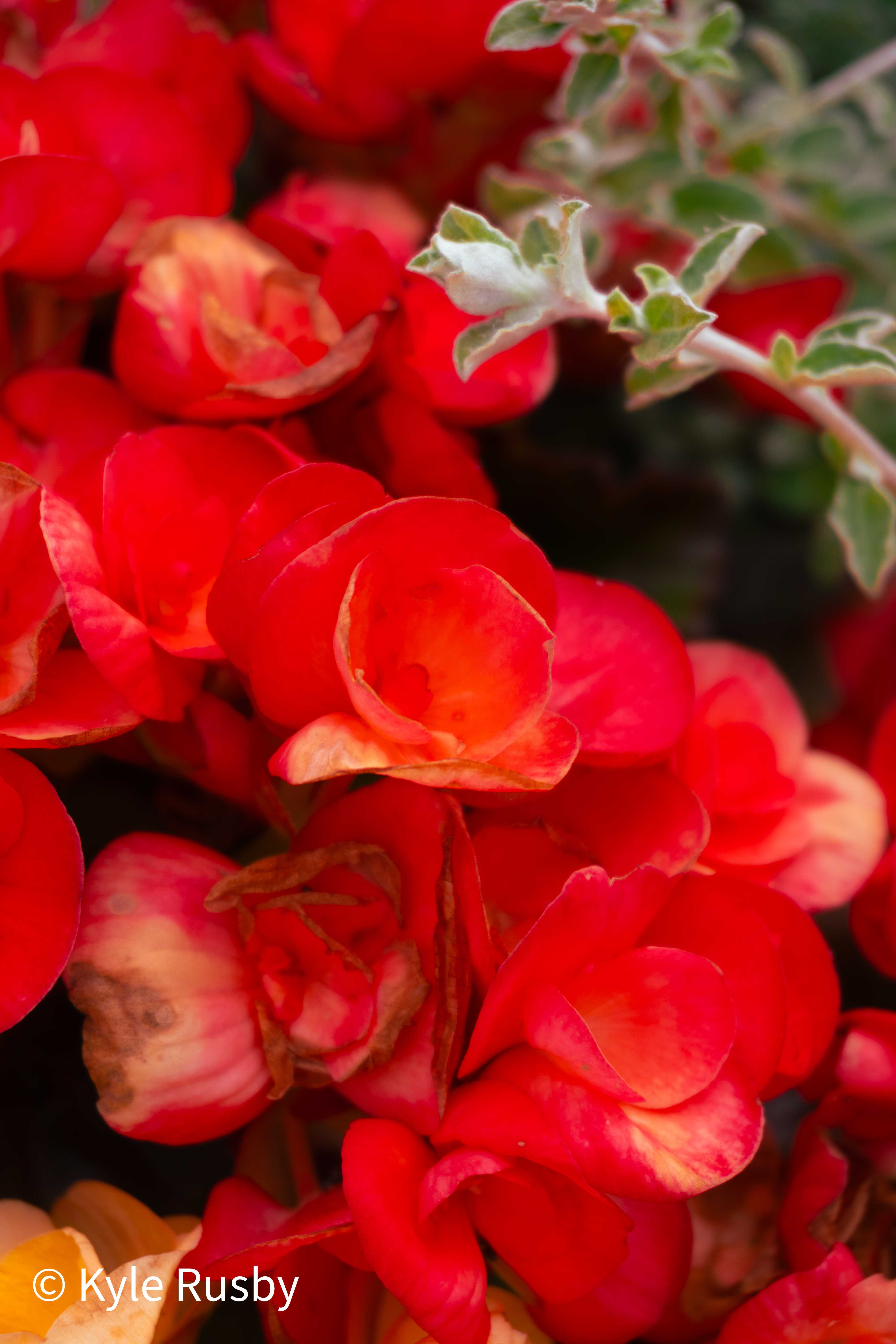 A dense mass of scarlet begonias filling the frame, one silver-green sprig reaching in from the corner