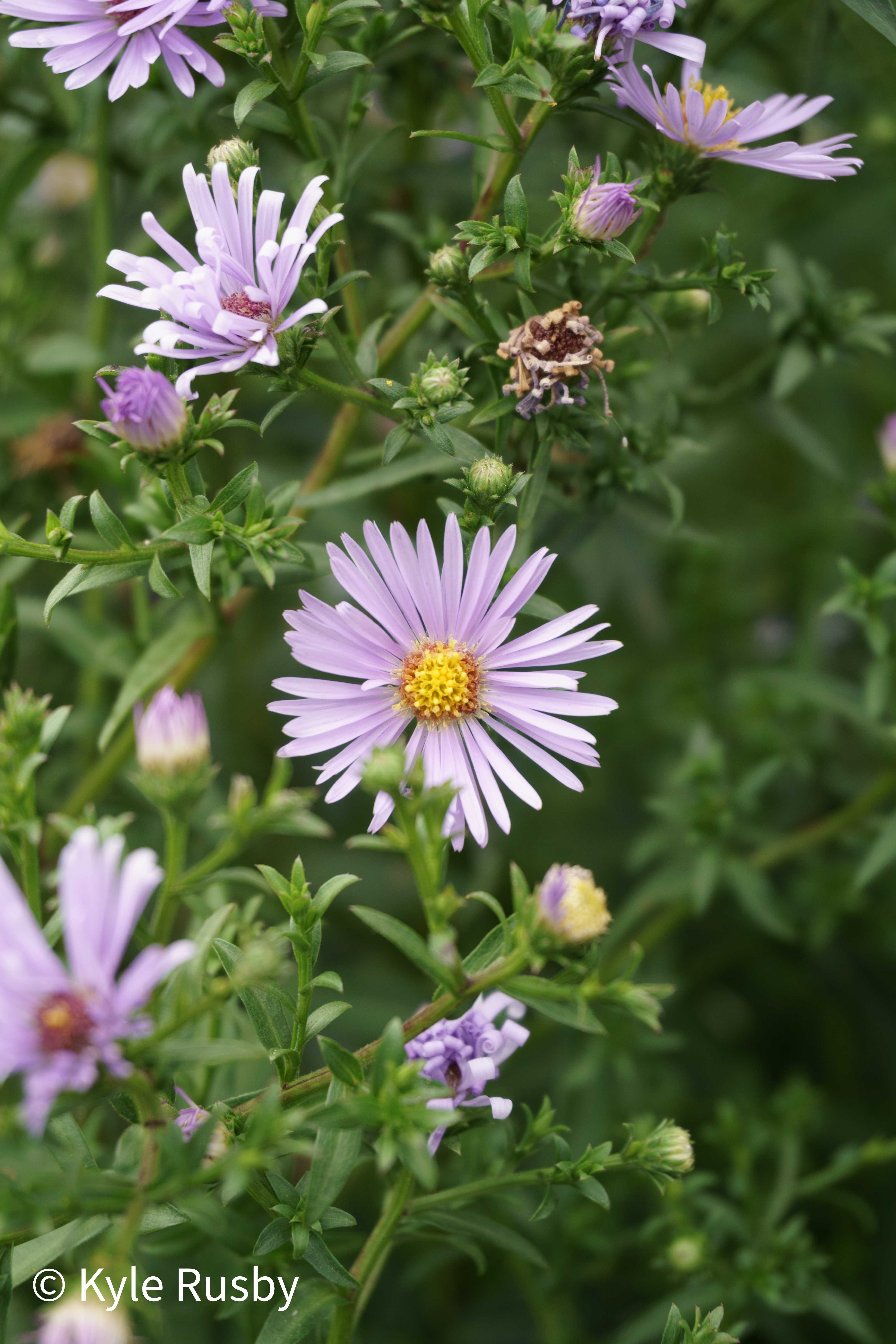 Lilac Michaelmas daisies with yellow centres scattered across a deep green bank of buds and stems