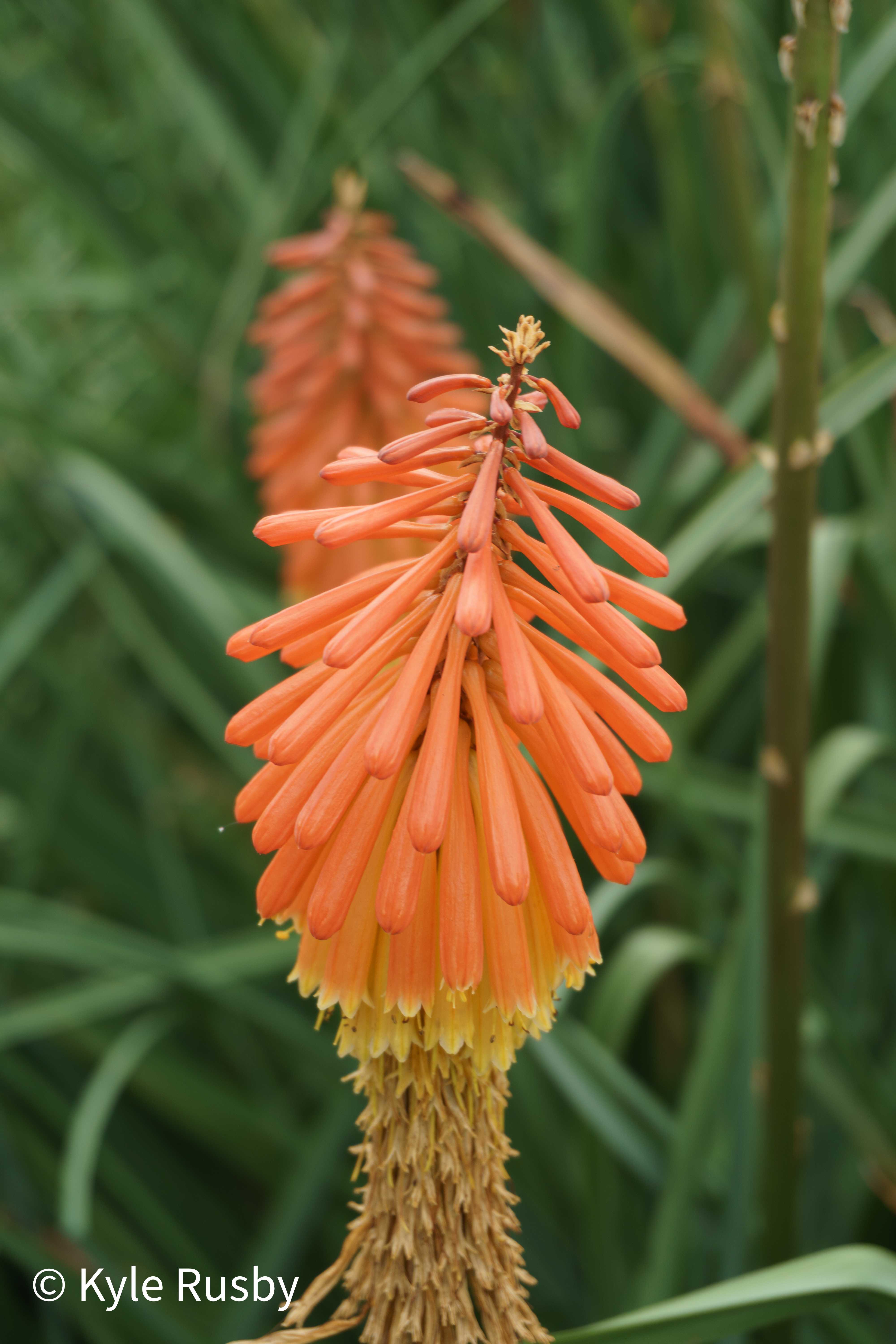 A red hot poker flower spike in sharp focus, its orange tubes fading to yellow at the base, a second spike soft behind
