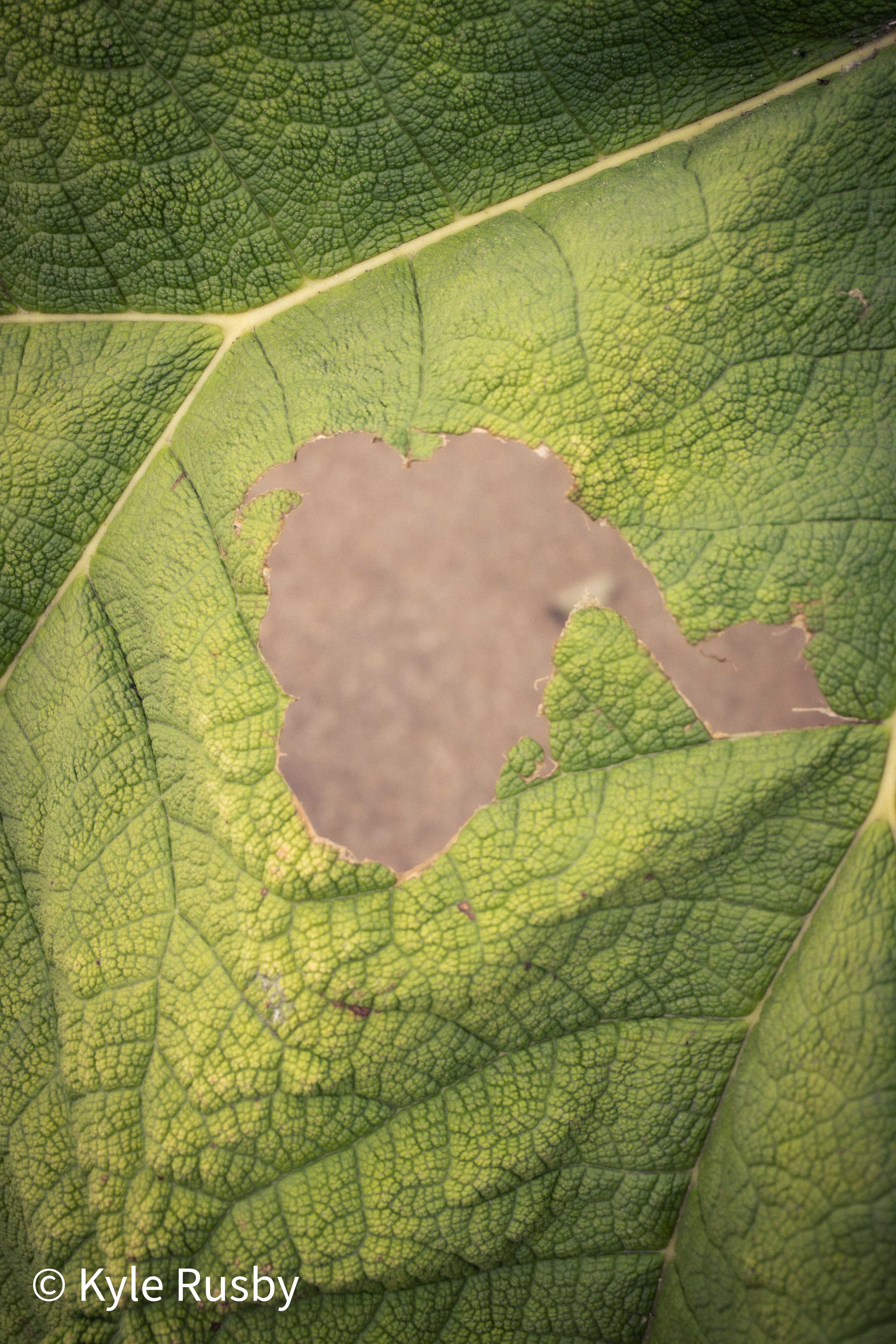 A giant green leaf photographed flat on, its veins branching like rivers around a ragged hole eaten through the middle
