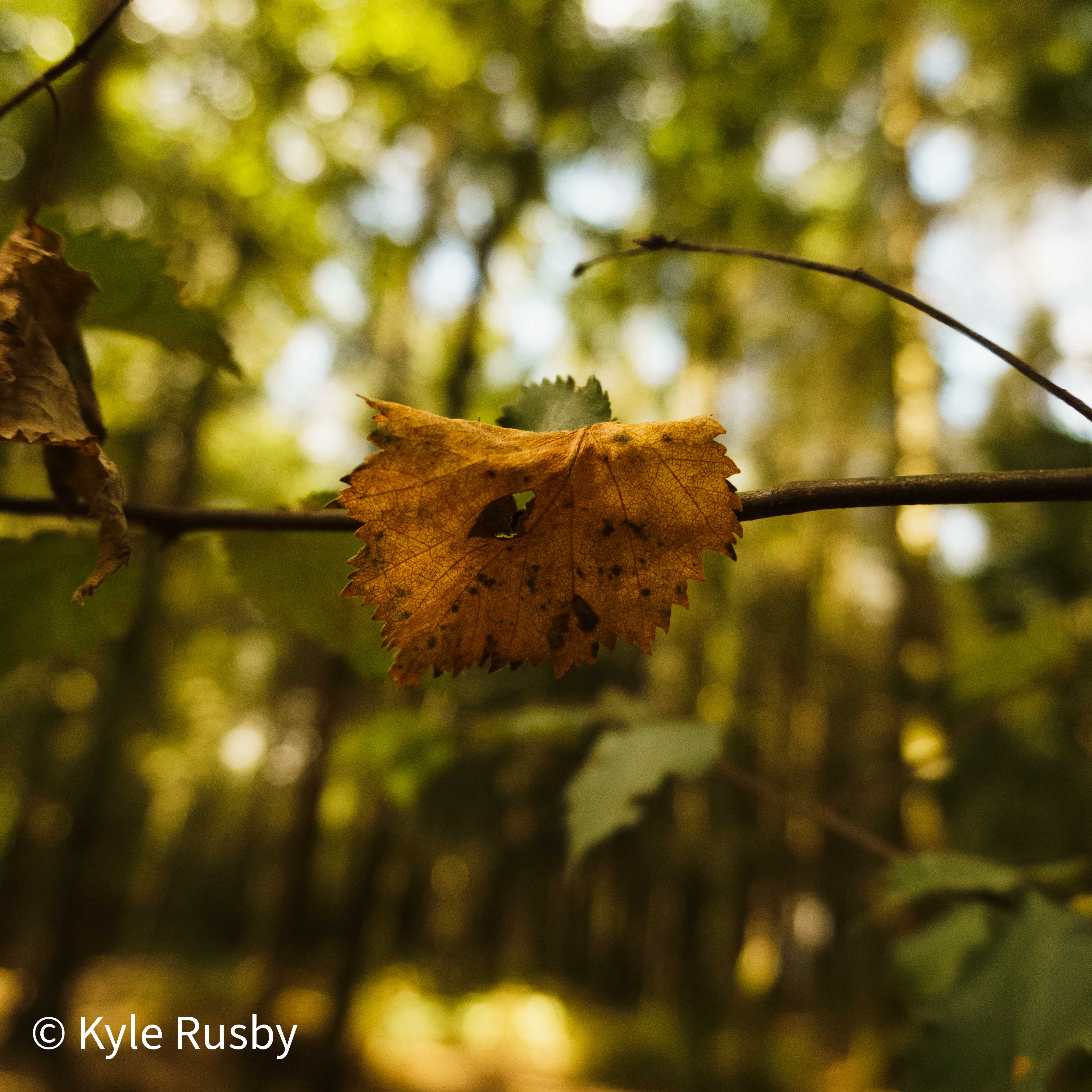 A single birch leaf turned gold hangs on a thin branch, the green birch wood blurred to bokeh behind it