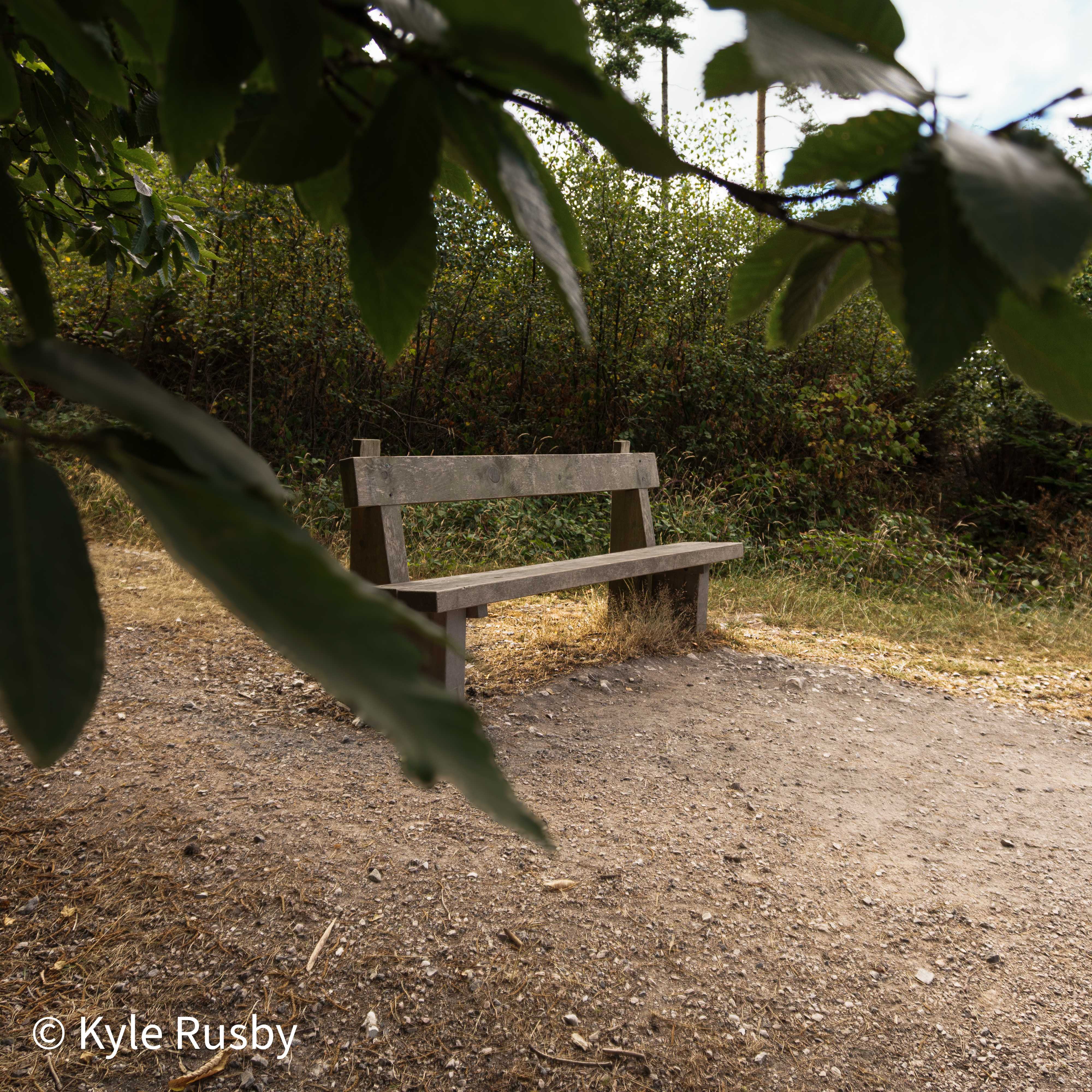 An empty wooden bench on bare trodden ground in a clearing, seen from under a low canopy of leaves