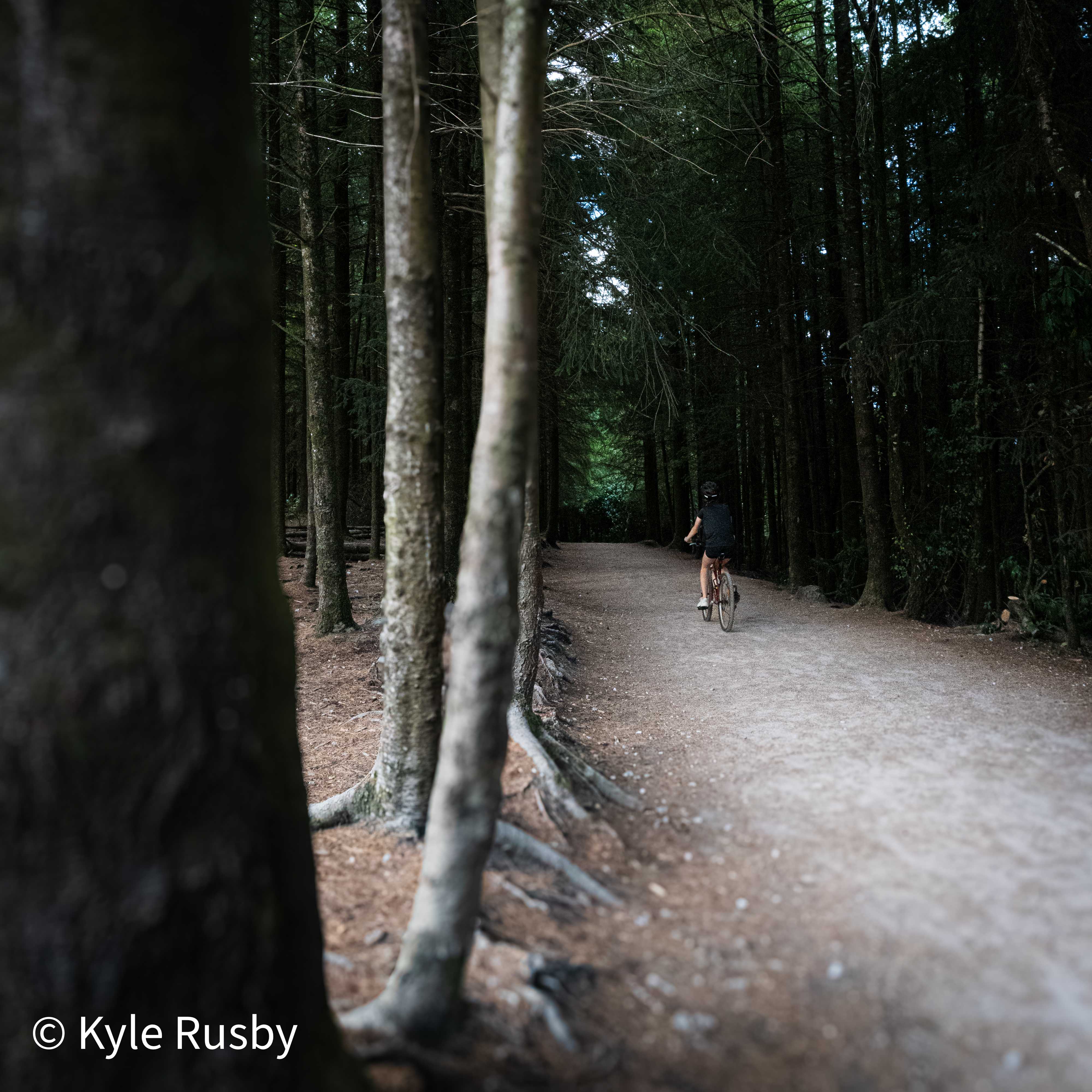 A cyclist rides away down a pale gravel path between tall dark pines, roots spilling onto the track from the left