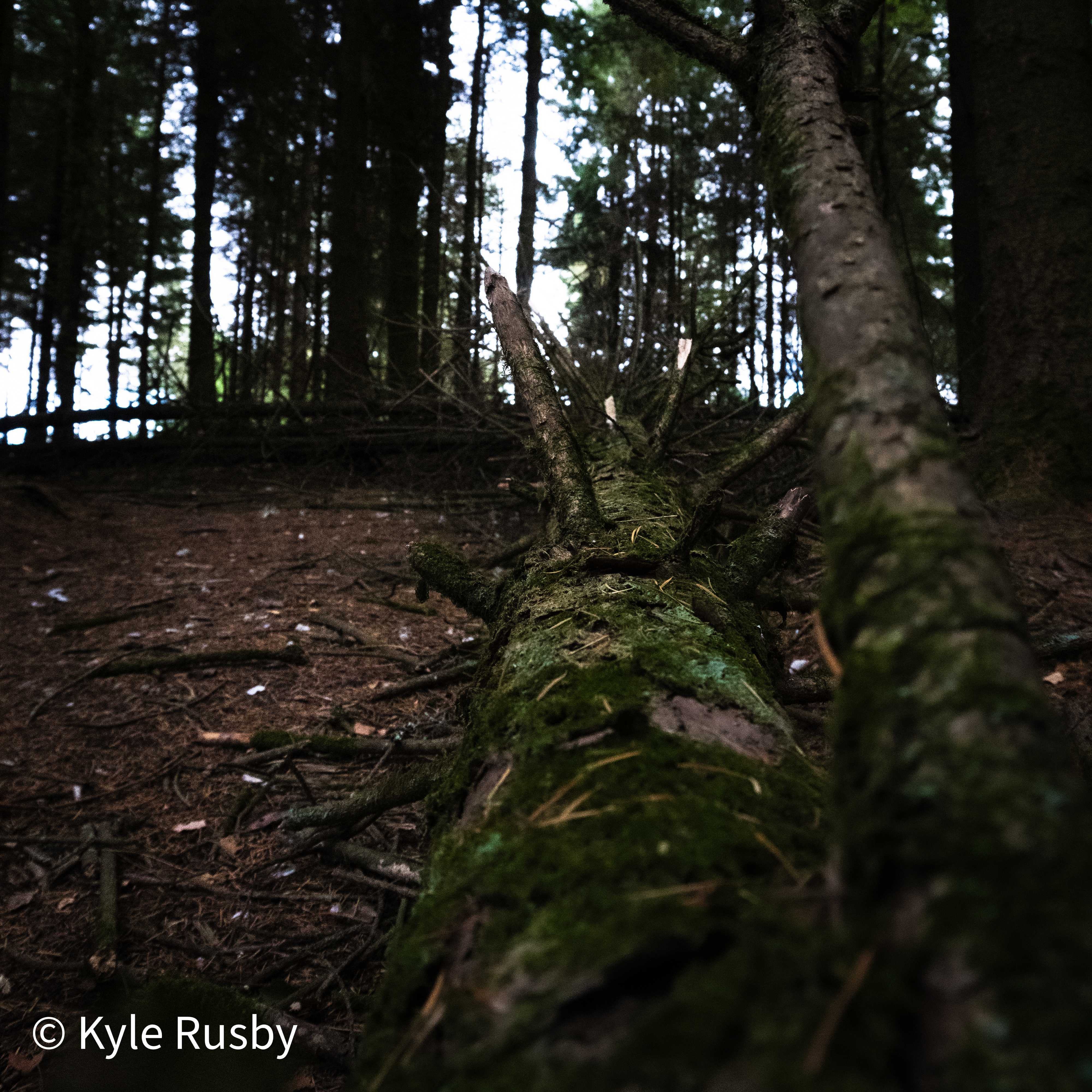 A fallen pine trunk covered in moss lies across the dark forest floor, its snapped branches pointing back up at the canopy
