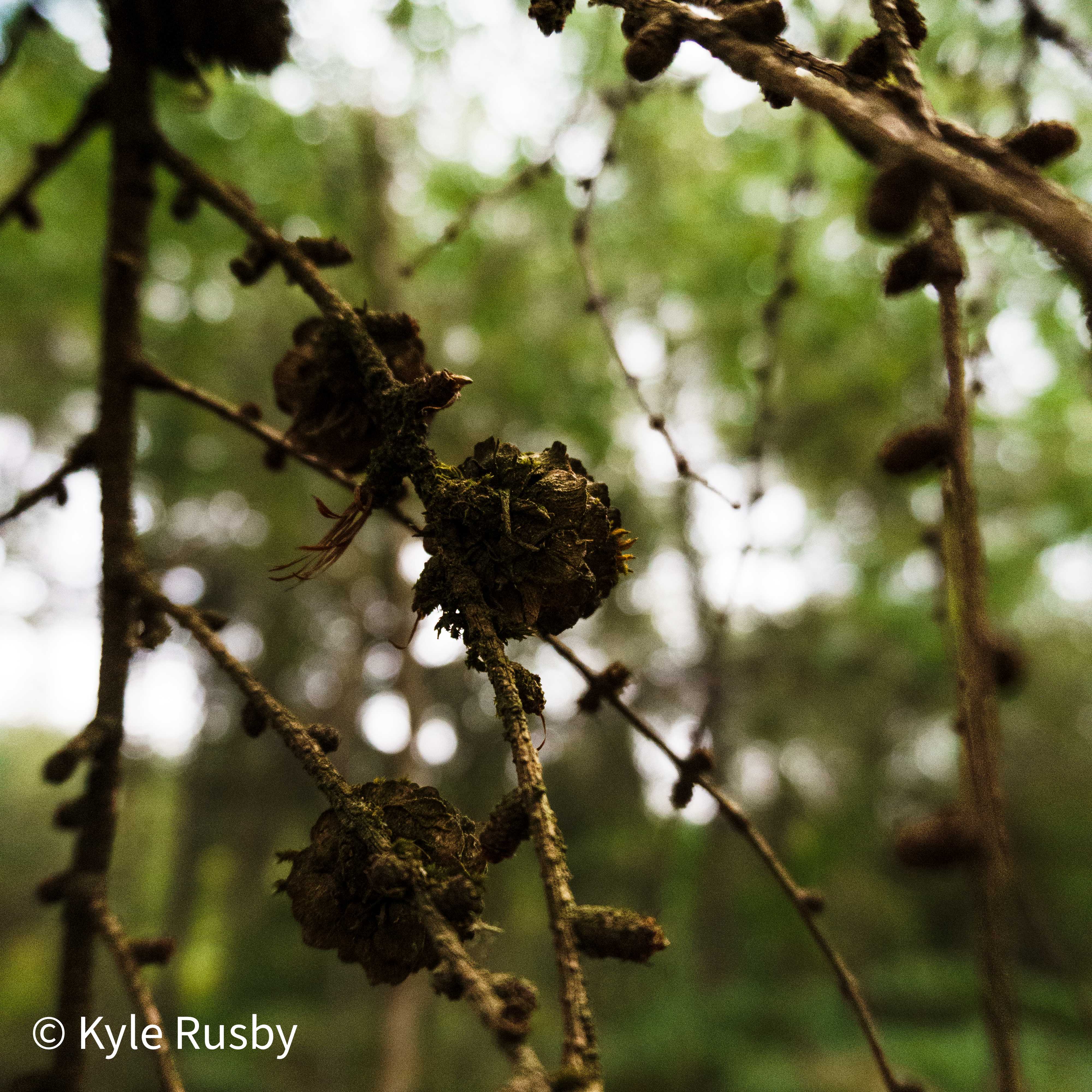 Old larch cones clustered on mossy drooping twigs, the green wood soft behind them