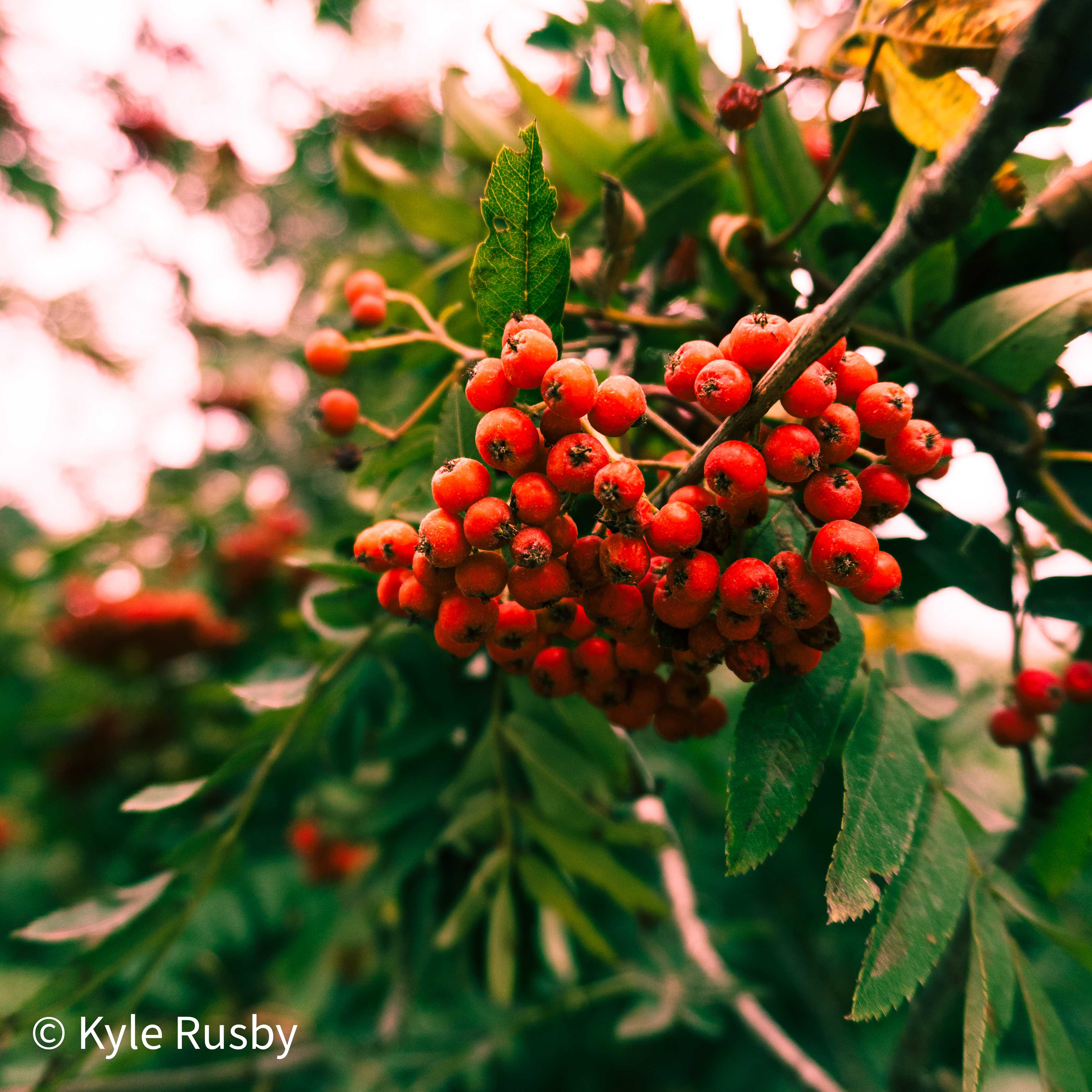 A heavy cluster of scarlet rowan berries among serrated leaves, the bright wood glowing pink behind