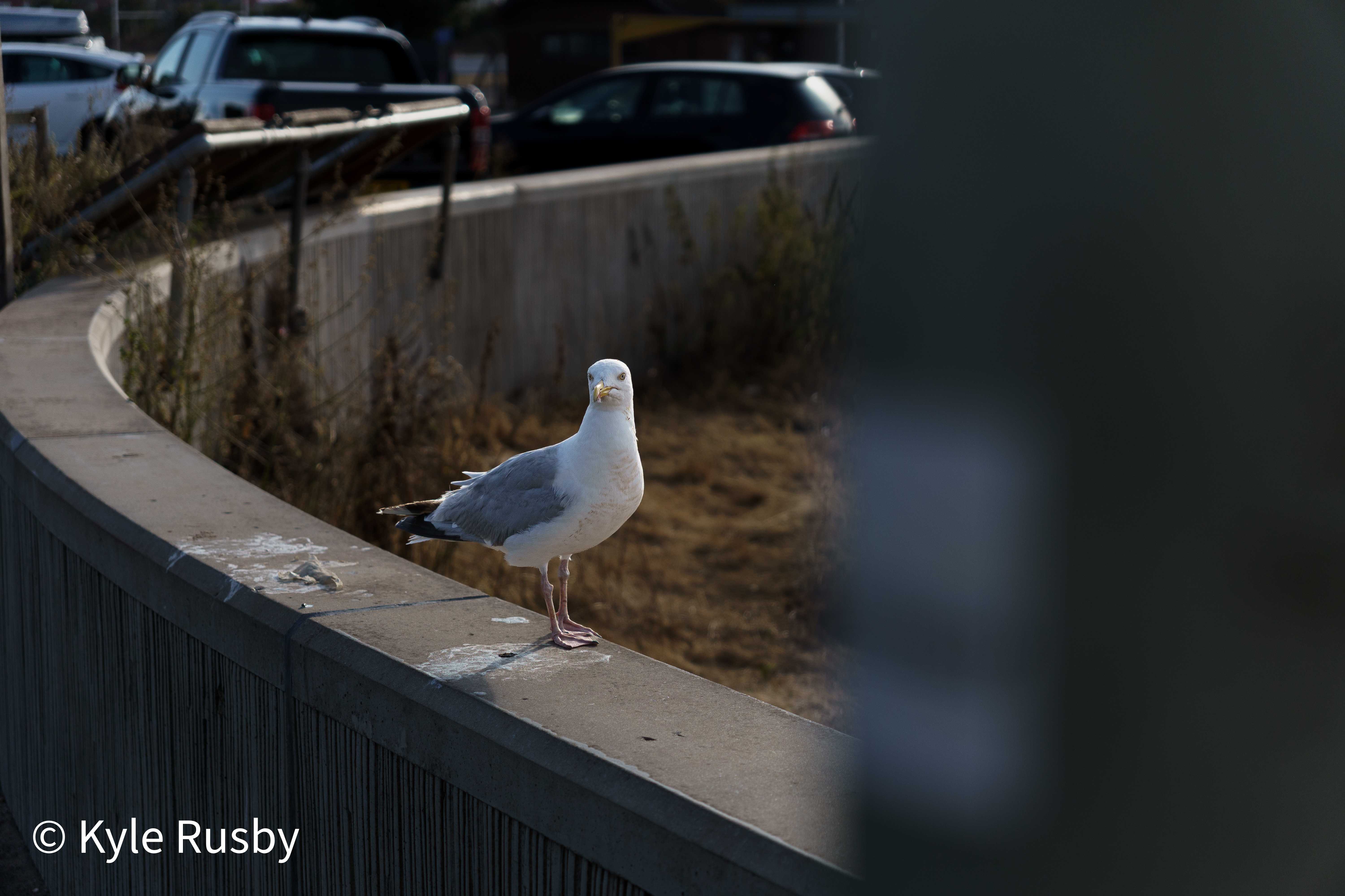 A herring gull stands on the curved concrete seawall in low sun, dry grass and parked cars soft behind it