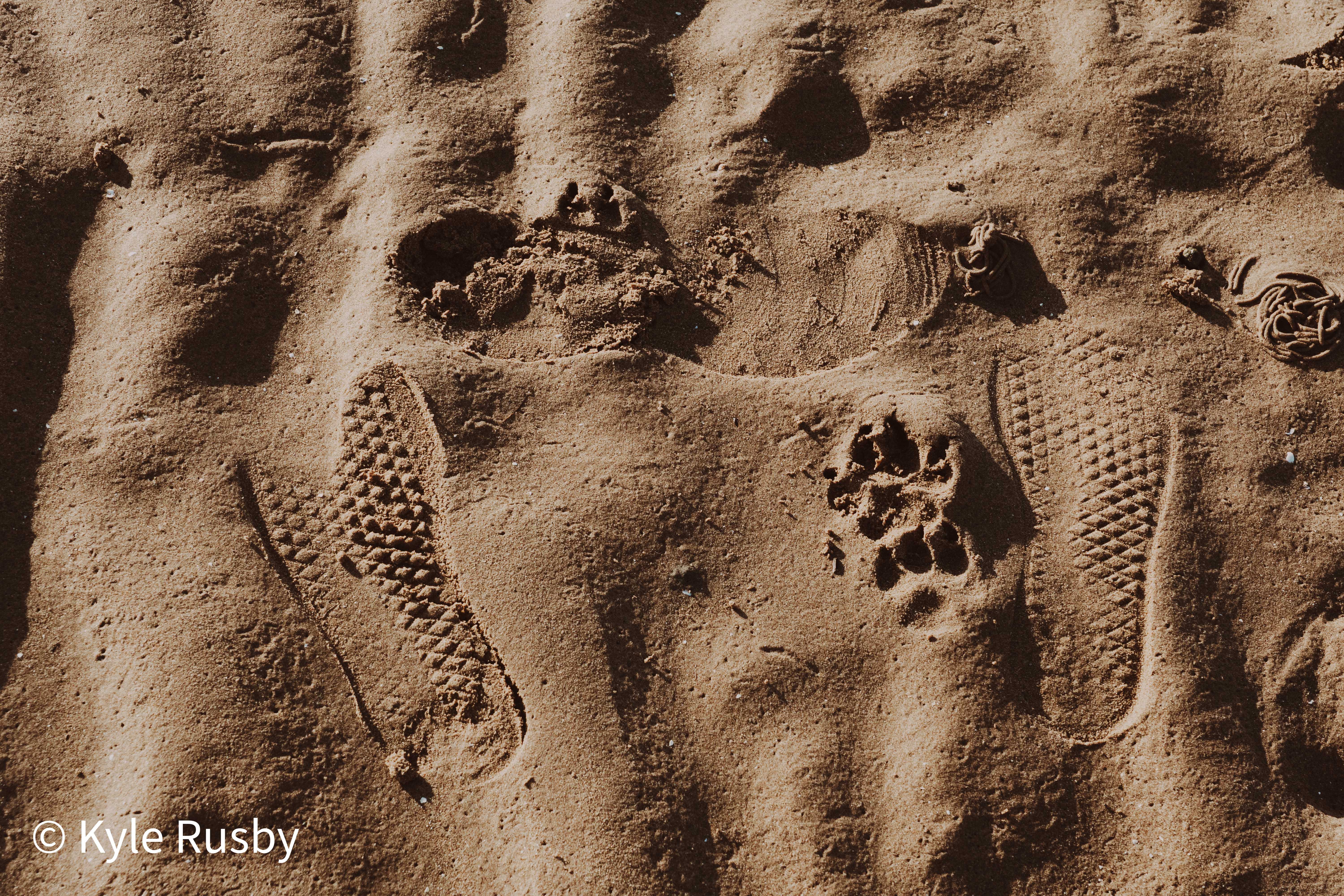 Close-up of boot prints and a dog paw print pressed together into rippled wet sand in raking light