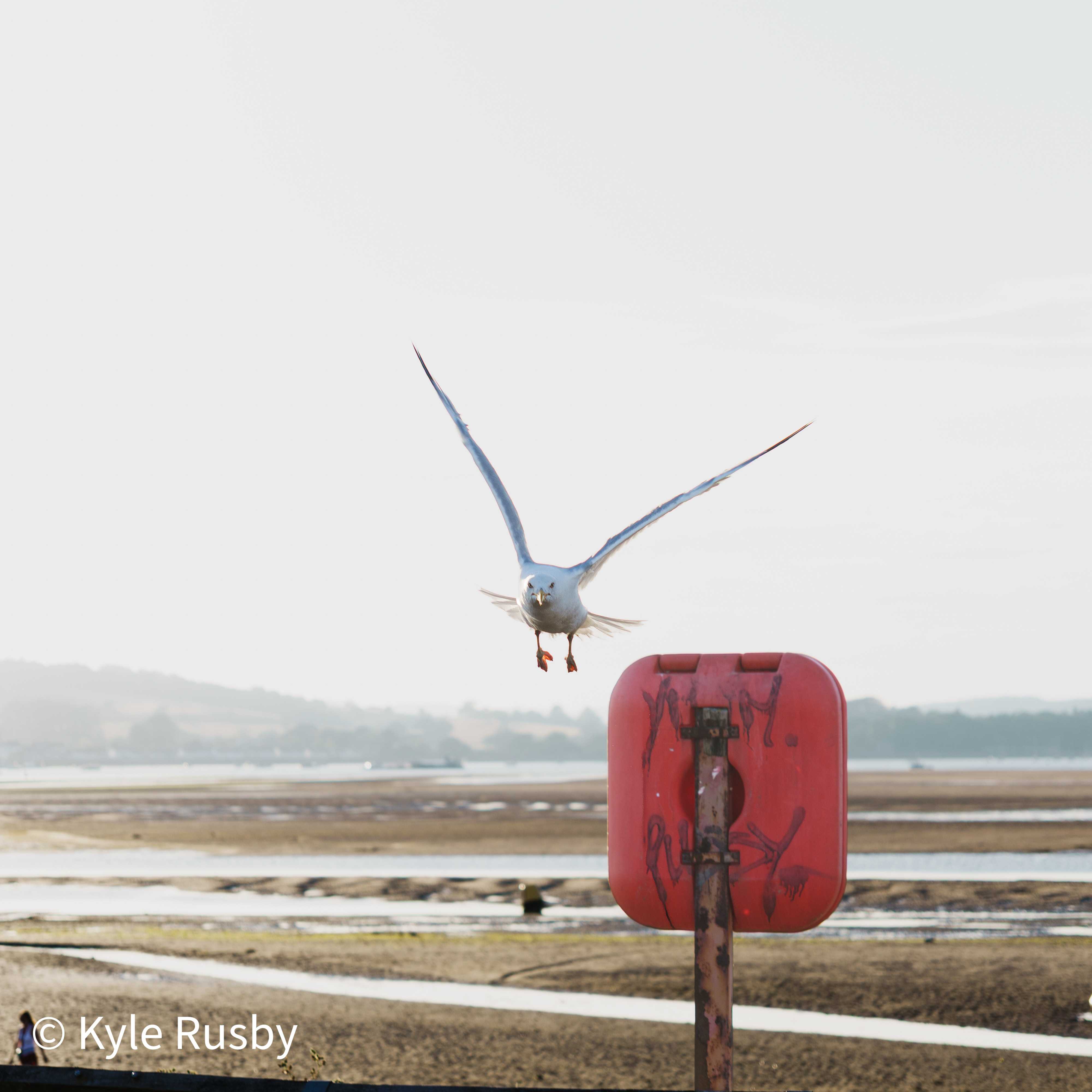 A gull swoops straight at the camera, wings spread wide over a weathered red lifebuoy box on its post