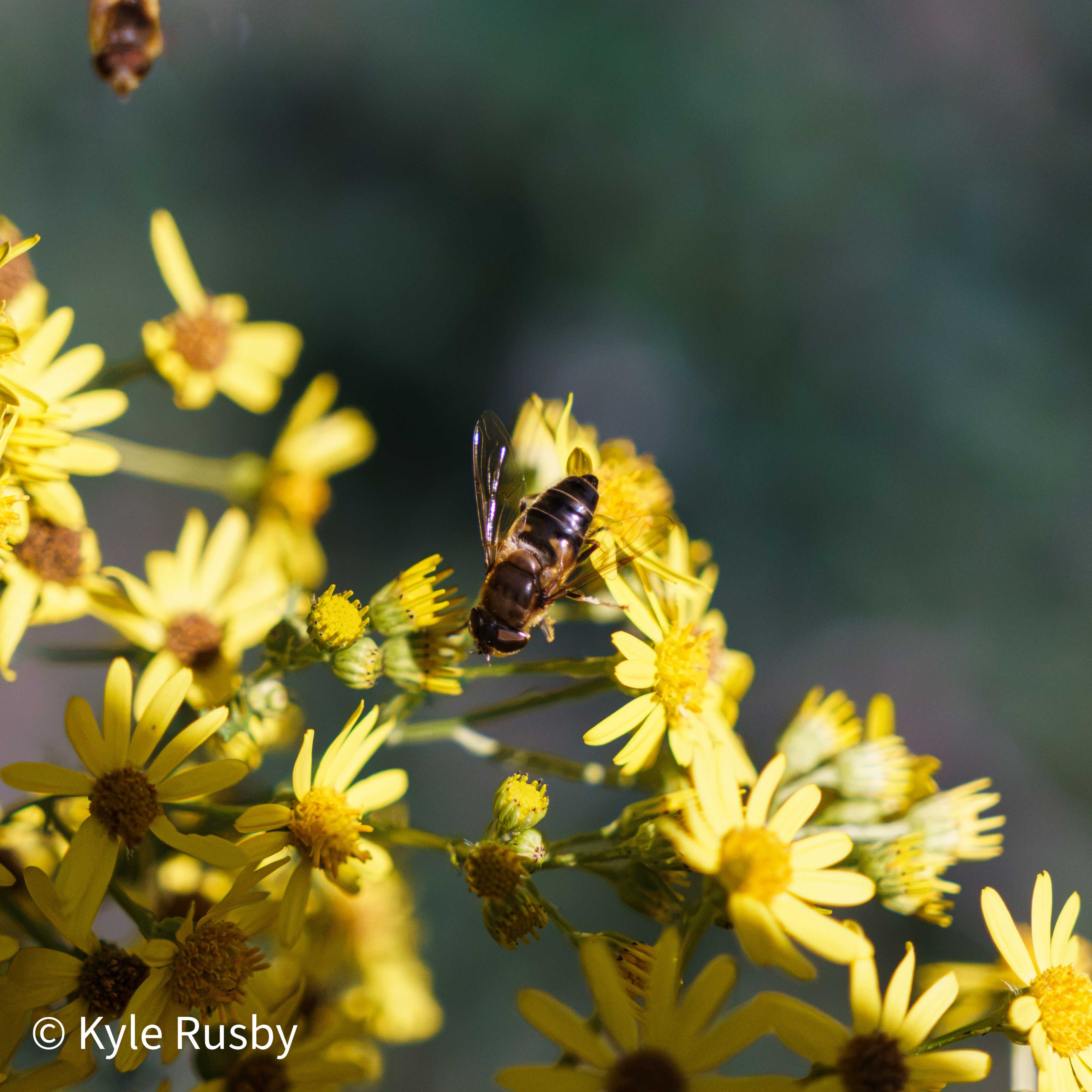 A hoverfly with amber-banded body perched on a yellow ragwort flower, the wood behind blurred to green