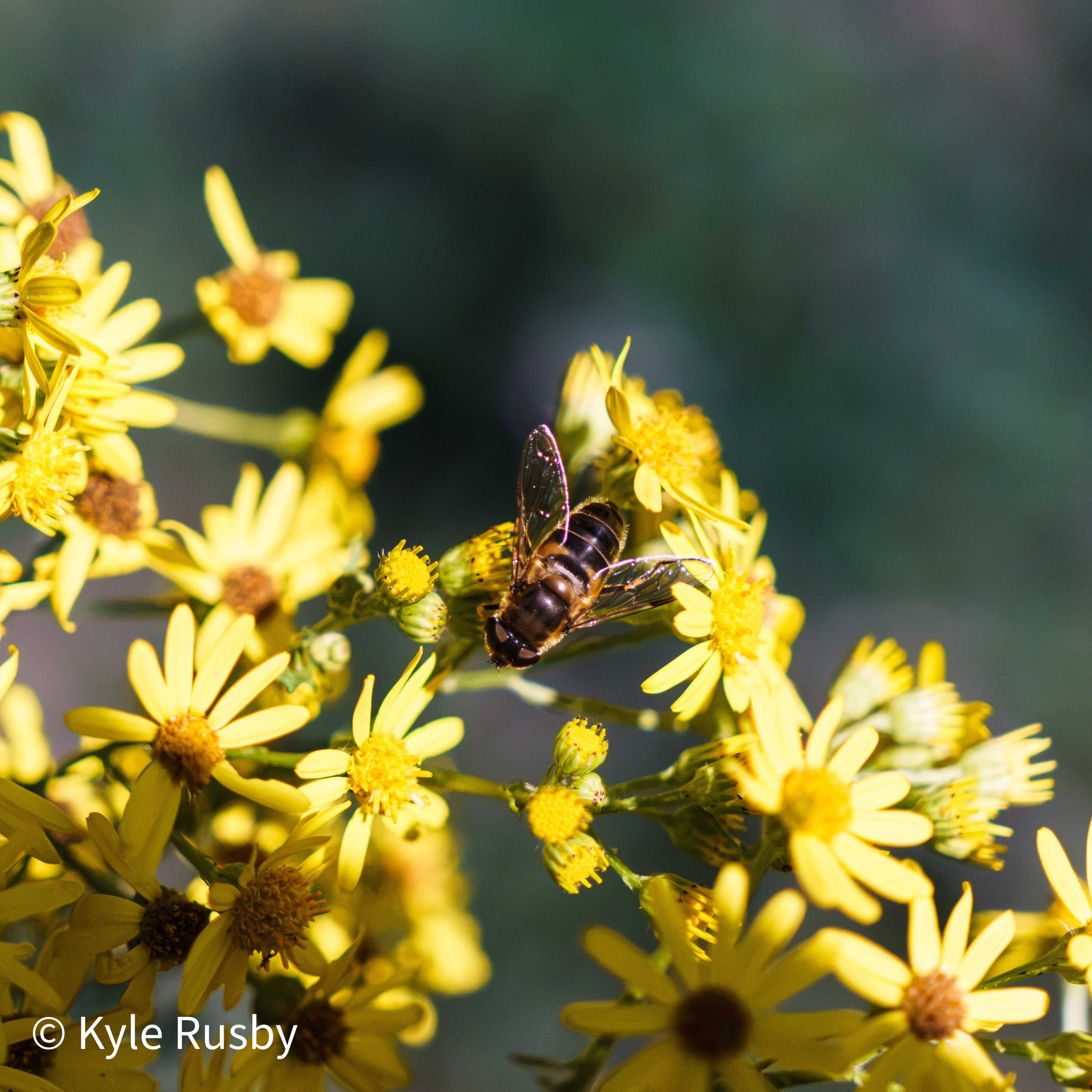 The same hoverfly deeper in the ragwort, wings catching the light among crowded yellow flowers