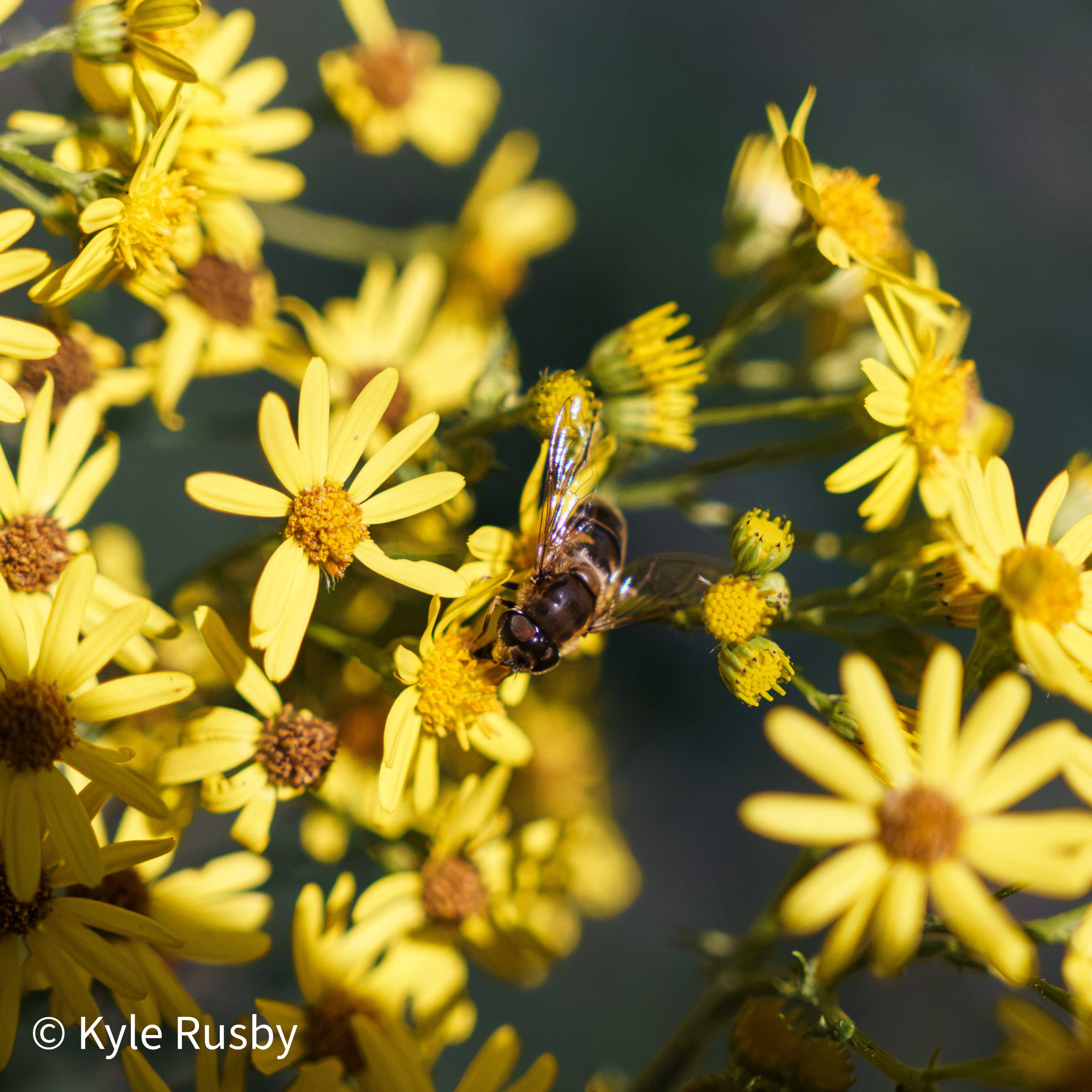 A dense stand of yellow ragwort daisies filling the frame, a hoverfly feeding at the centre against soft dark green