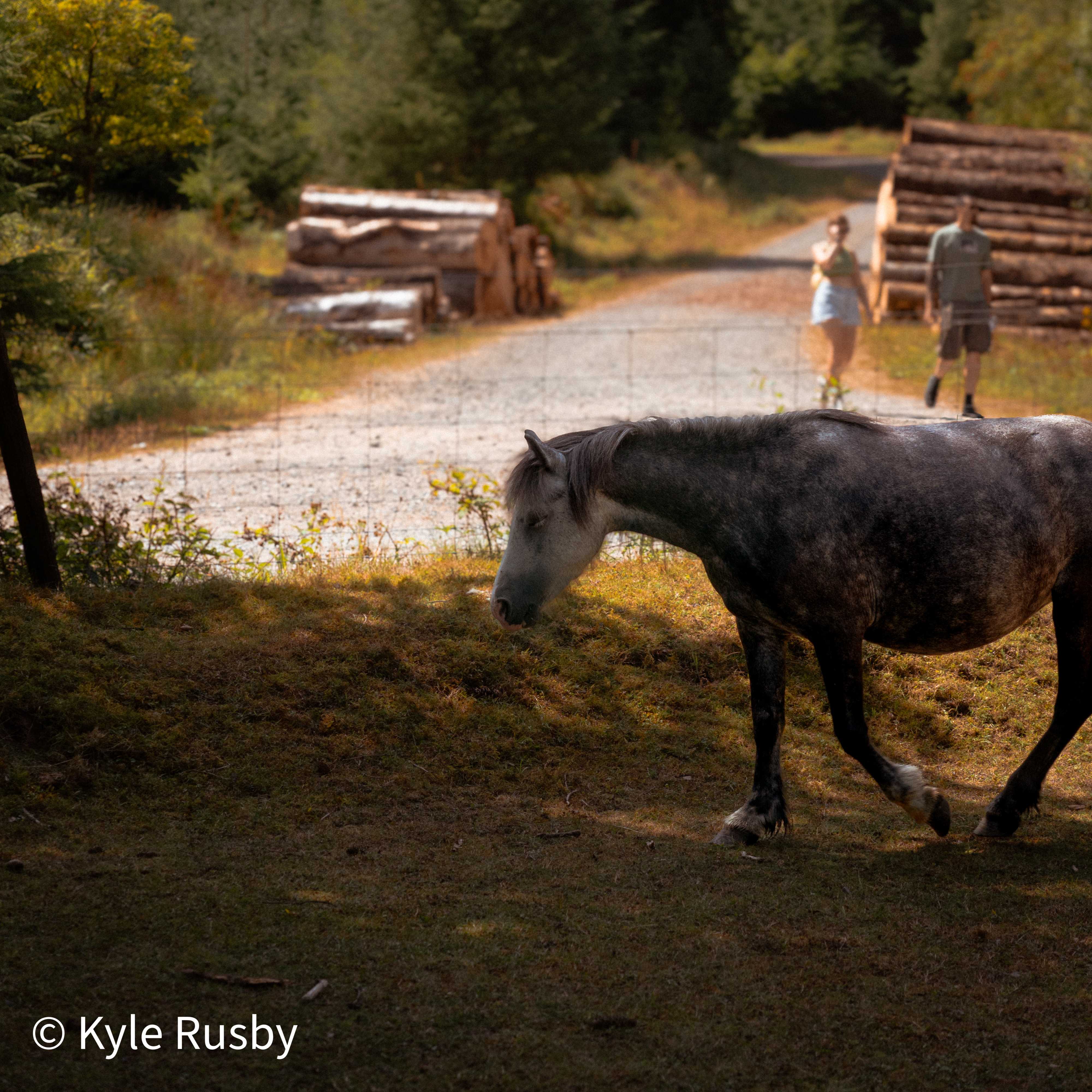 A dapple grey pony walks along a fence line by a forestry track, stacked timber and two distant walkers in the sun behind