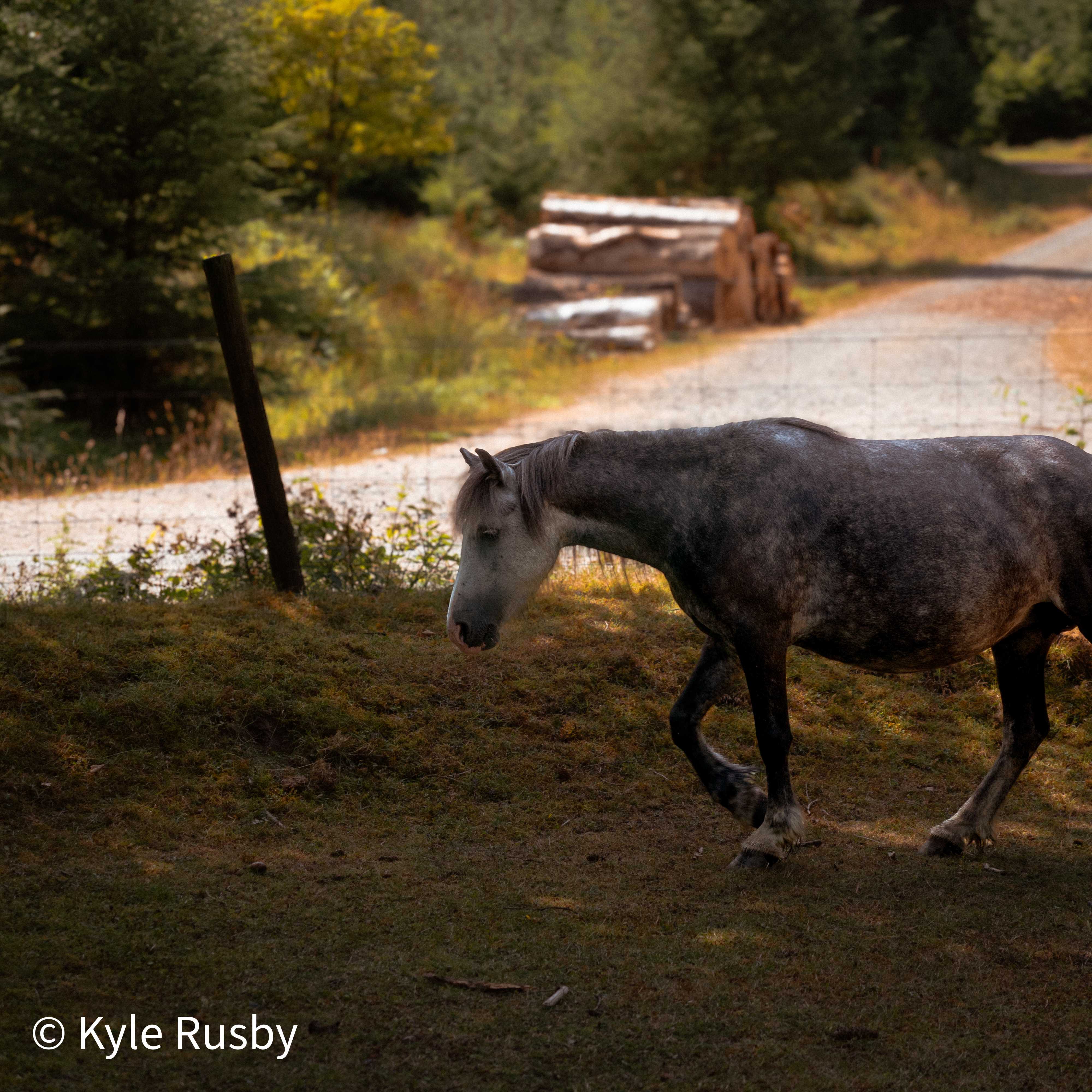 The same dapple grey pony closer, head down mid-stride on the mossy bank, the pale track and log piles soft behind
