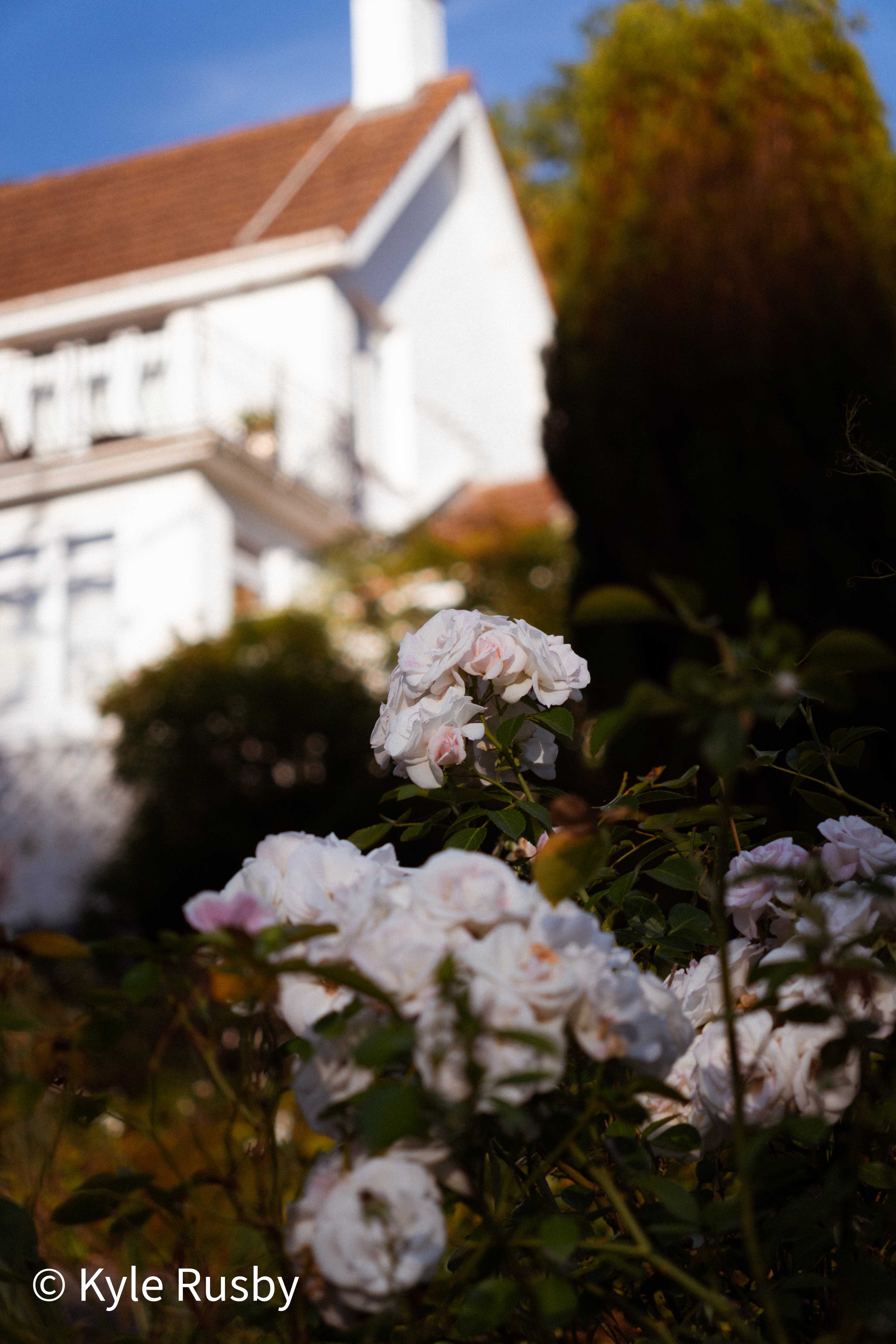 White garden roses in sharp focus before a soft-focus white villa with a balcony, under a clear blue sky