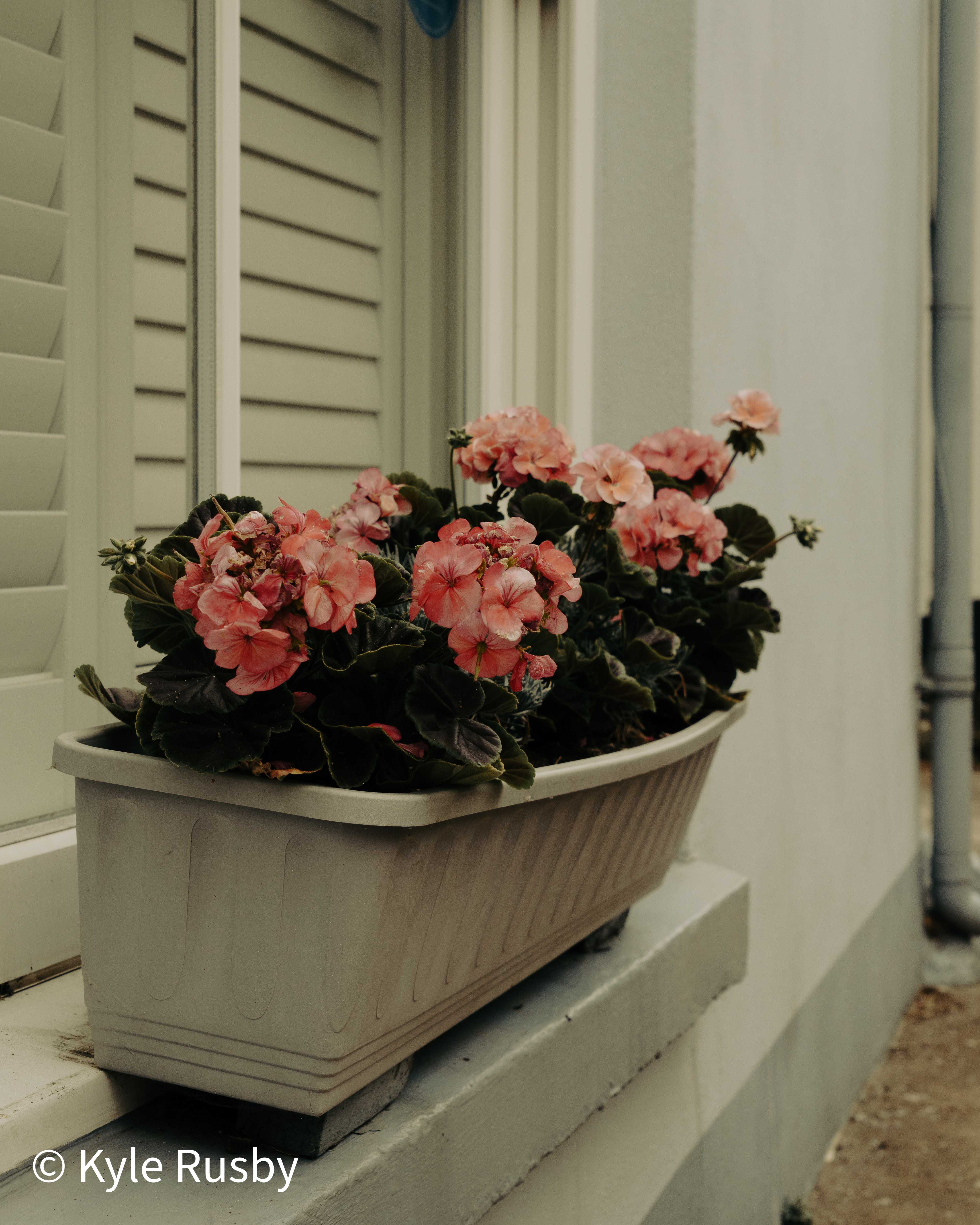 A grey plastic window box of pink and salmon geraniums sits on a painted sill beneath a louvred shutter on a pale rendered wall