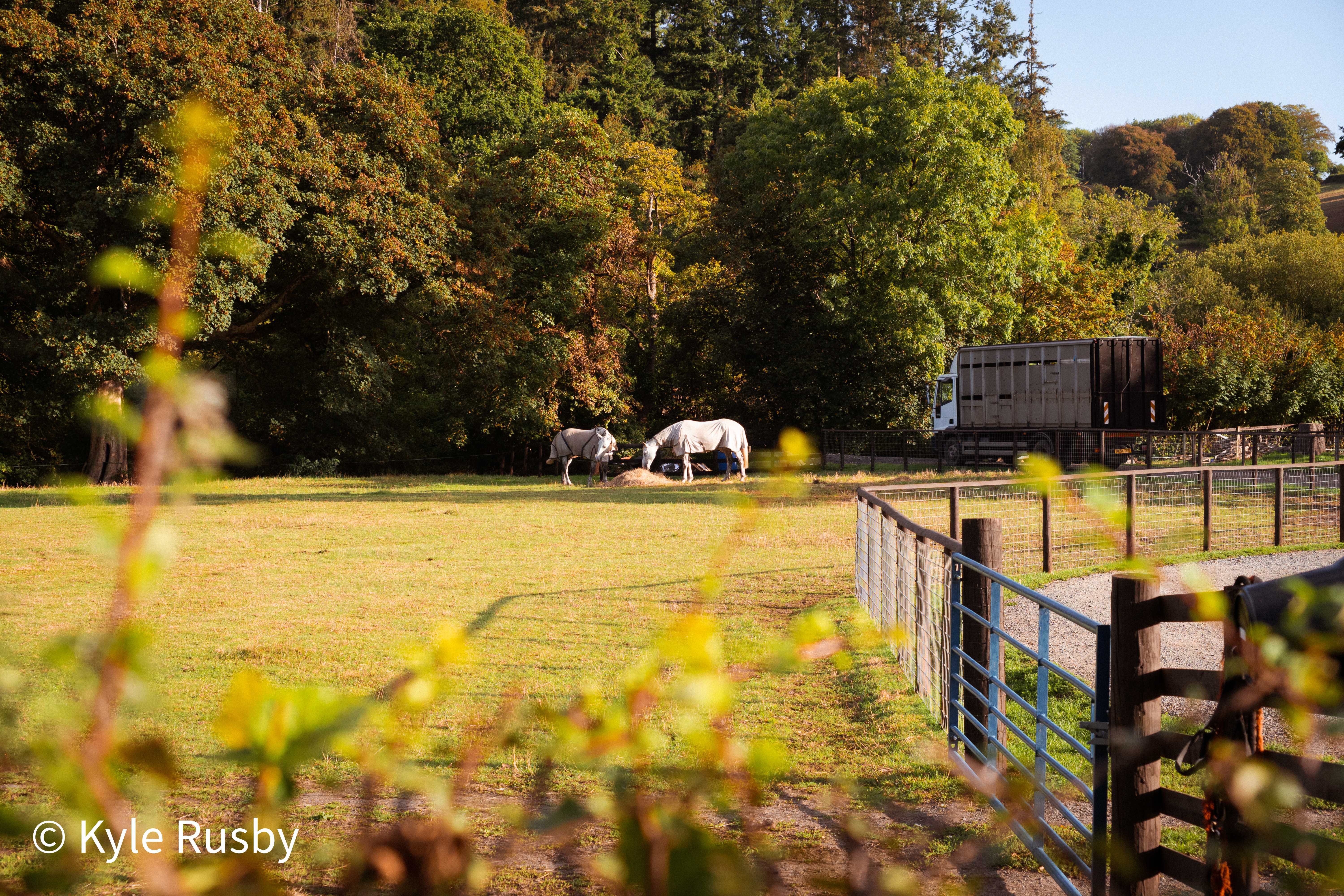 Two grey horses in fly rugs and masks feed at a pile of hay along a wood edge, a horsebox parked beyond the fence and a blue gate in the foreground