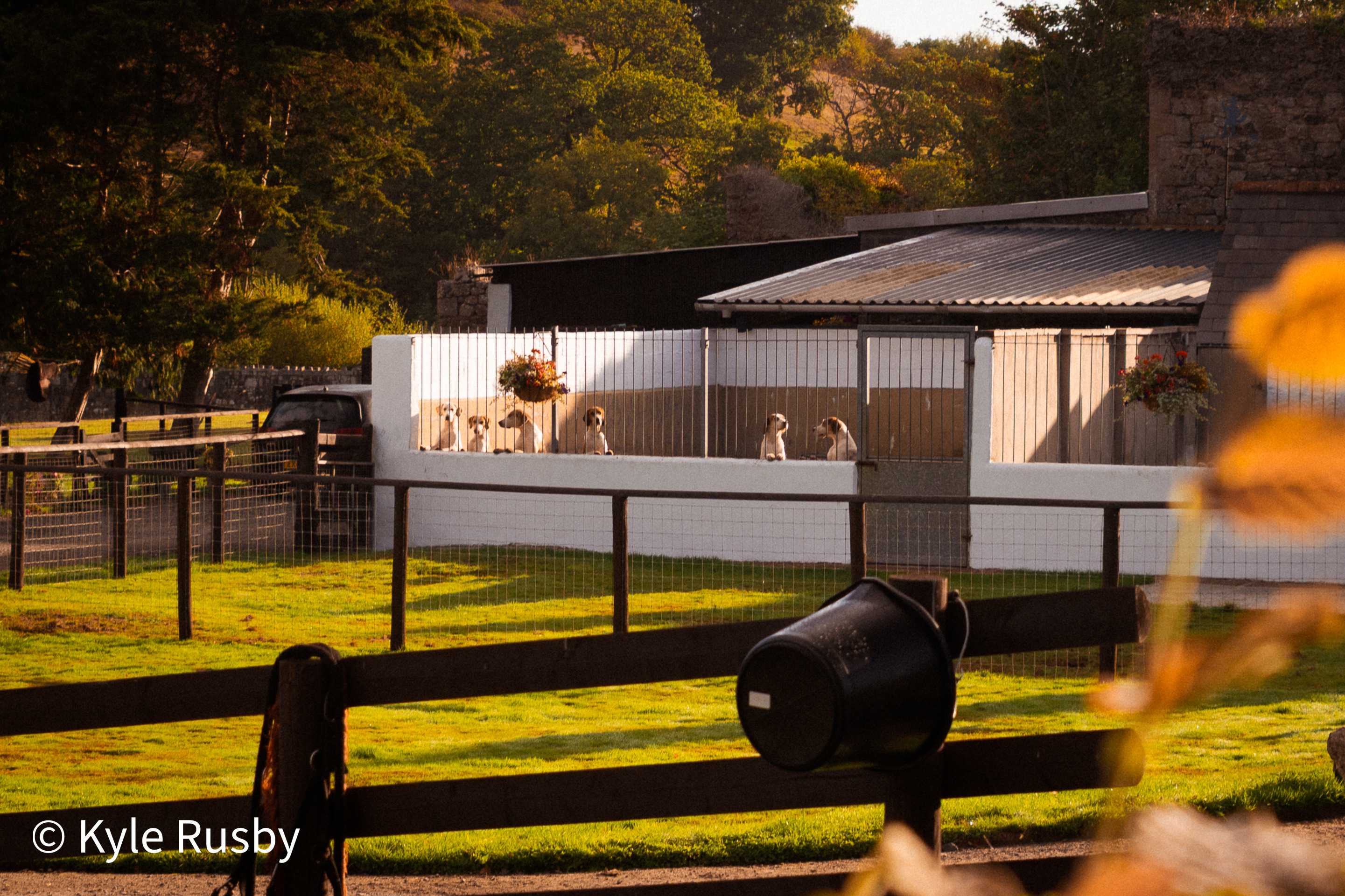 Dogs stand up at the rails of white-painted kennel runs in a farmyard, hanging baskets on the posts and a stone barn and paddocks behind in low evening sun