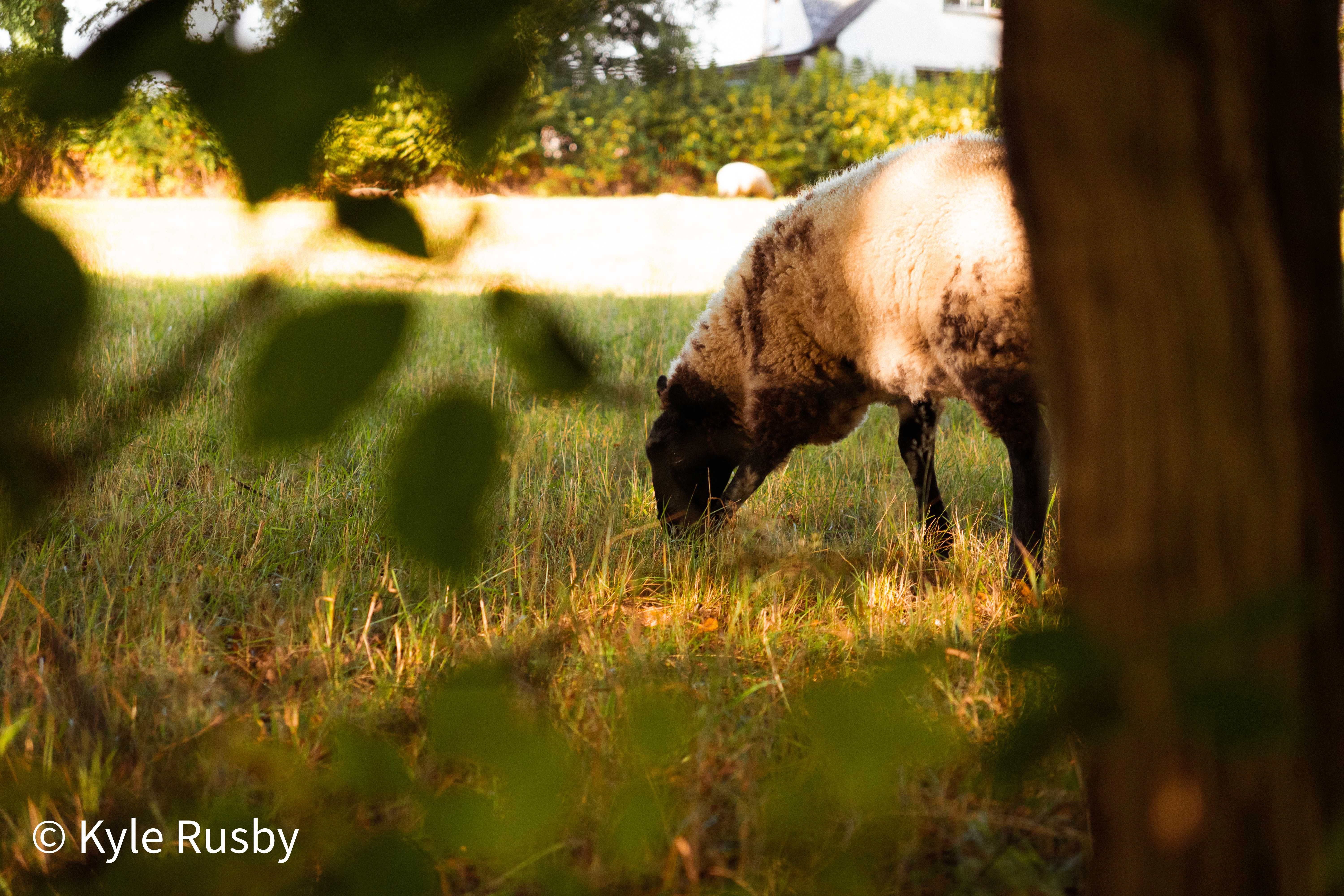 A dark-faced sheep grazes in a paddock in low evening light, seen past the trunk and blurred leaves of a foreground tree, a white house behind the hedge