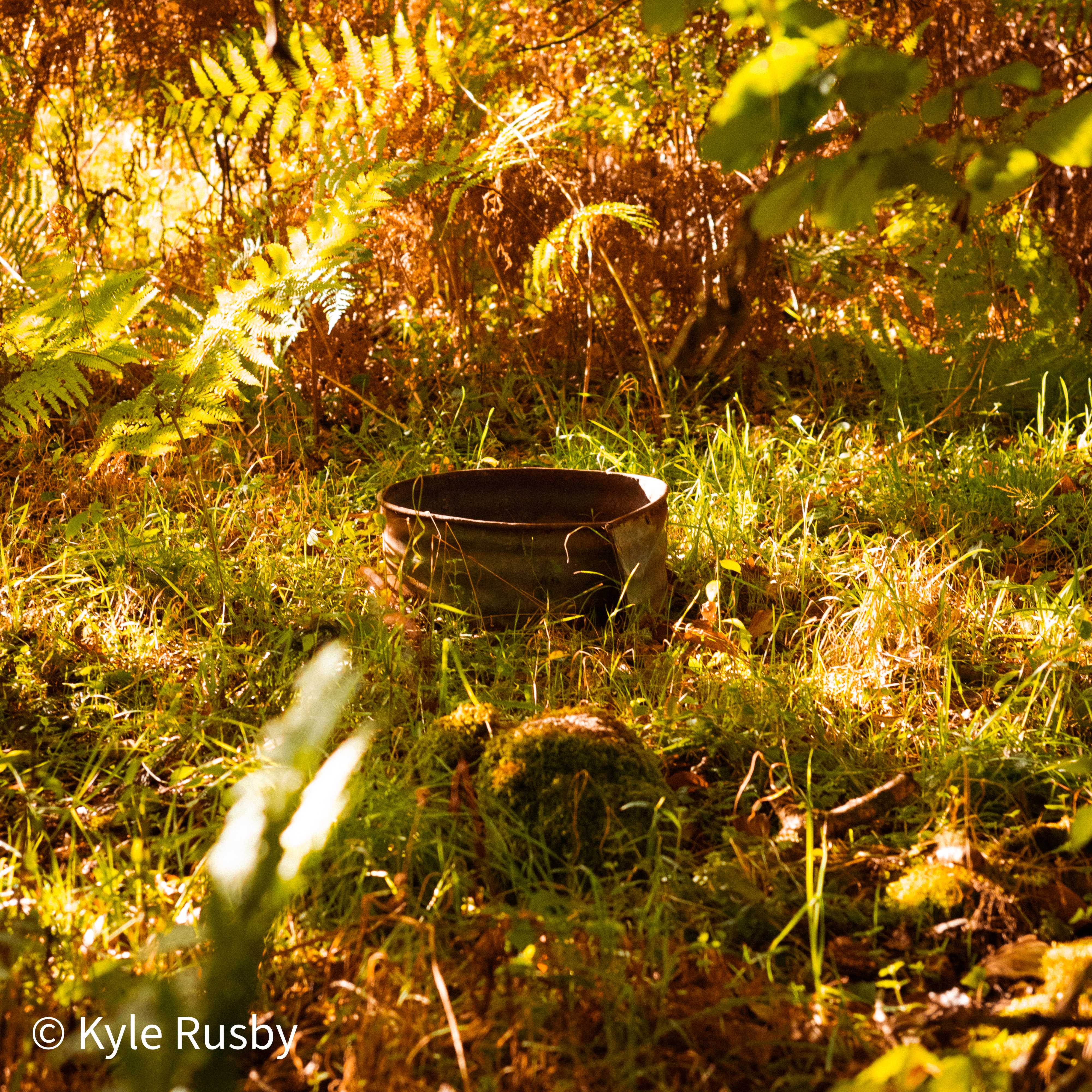 An old galvanised tub sits rusting in long grass and moss, bracken and ferns turning bronze around it in low golden light