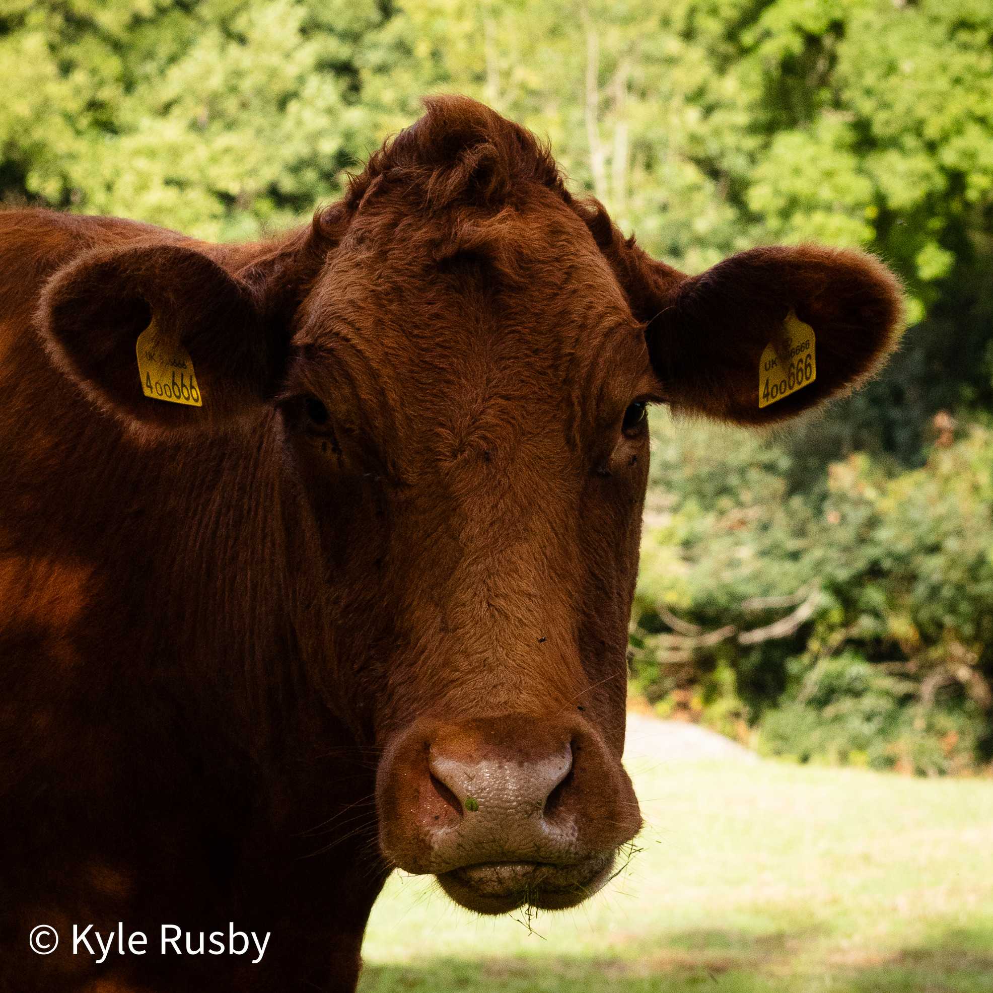 A close portrait of a red Devon cow, both yellow ear tags in frame, looking straight into the camera with a blade of grass caught on her muzzle and green woodland soft behind