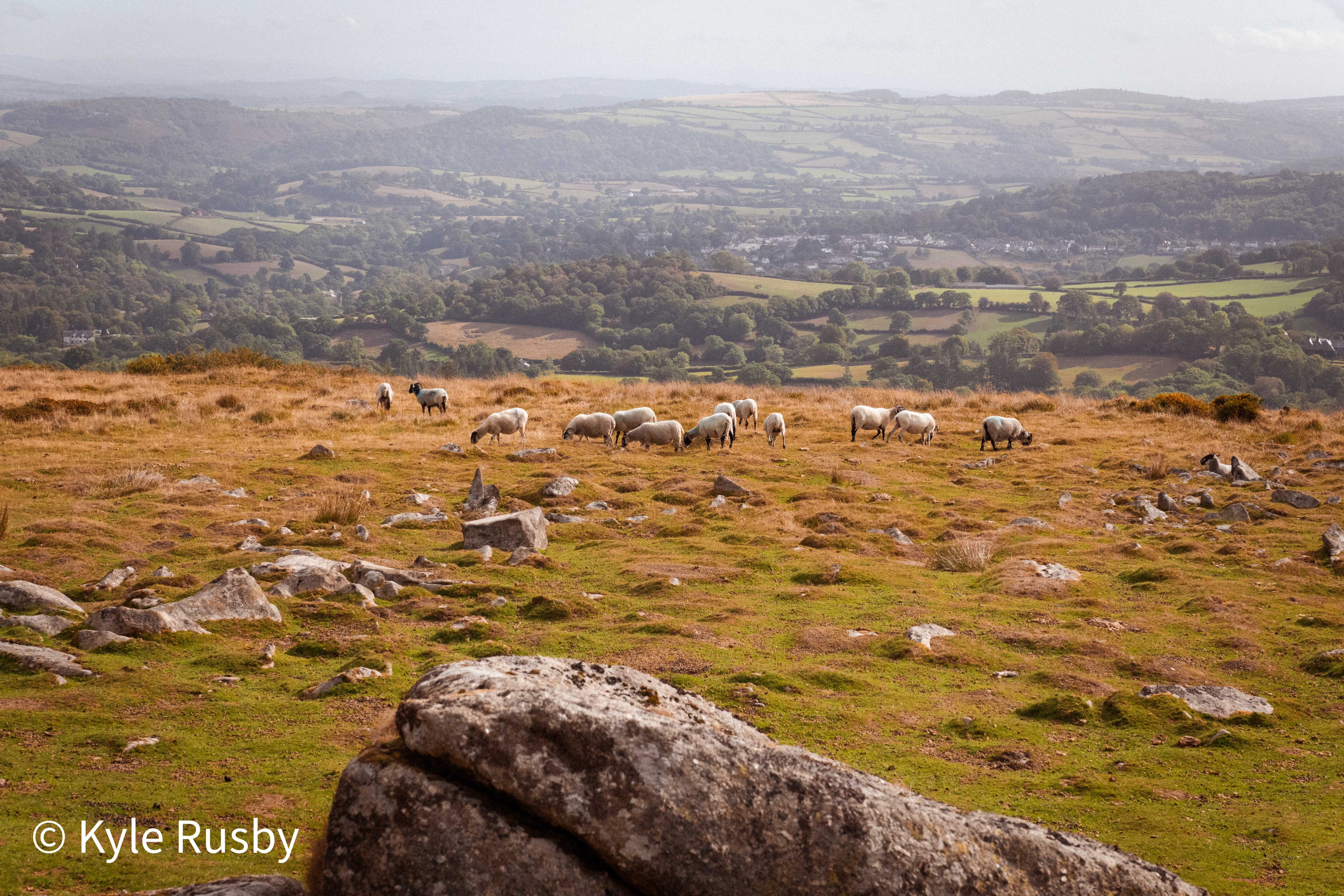 A dozen sheep graze the rough grass along the top of the moor, the patchwork fields, woods and villages of the valley spread out hazy far below