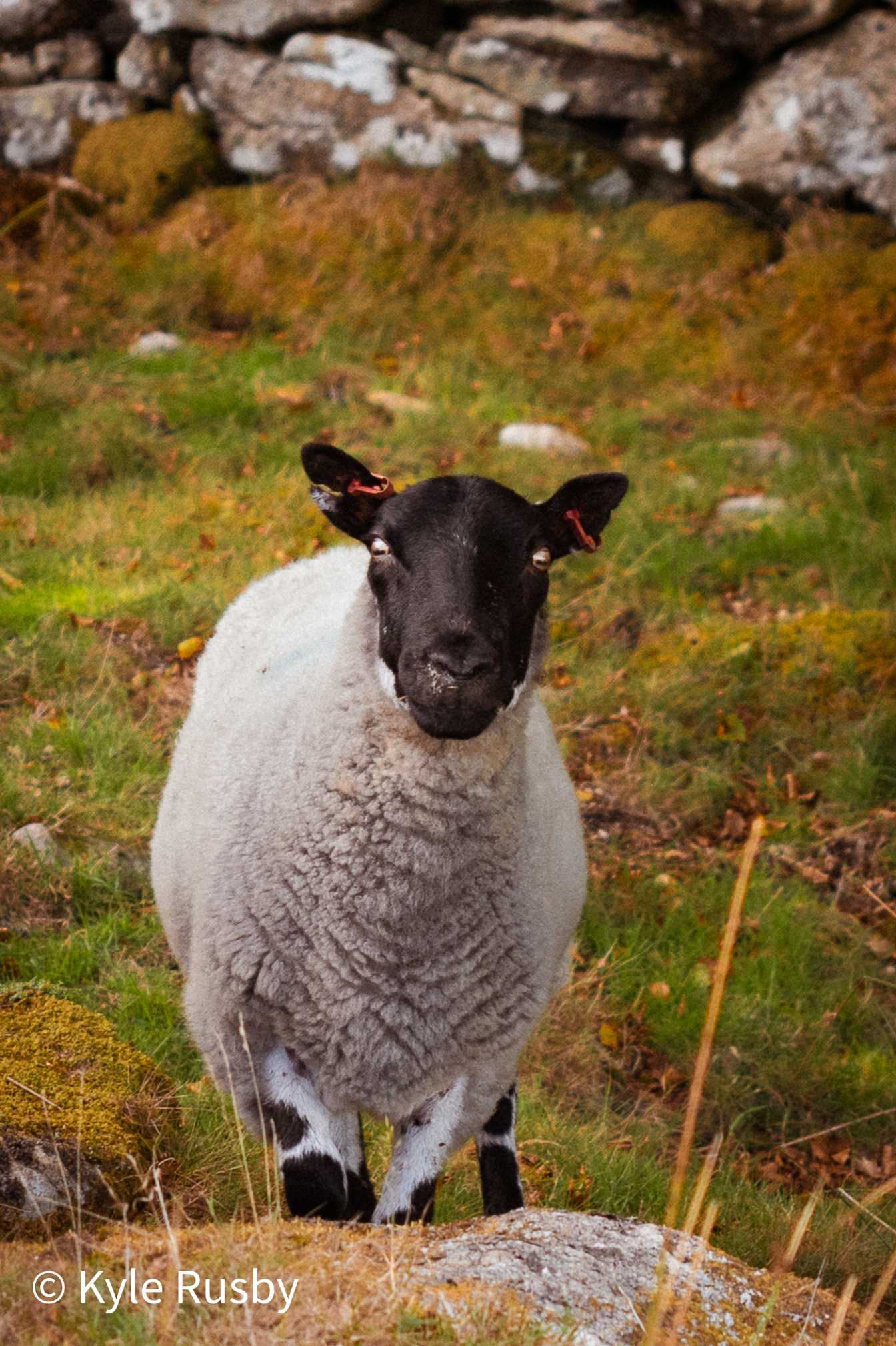 A black-faced sheep with red ear tags stands square in rough moorland grass and moss, looking straight into the camera, a lichen-covered drystone wall running across behind it