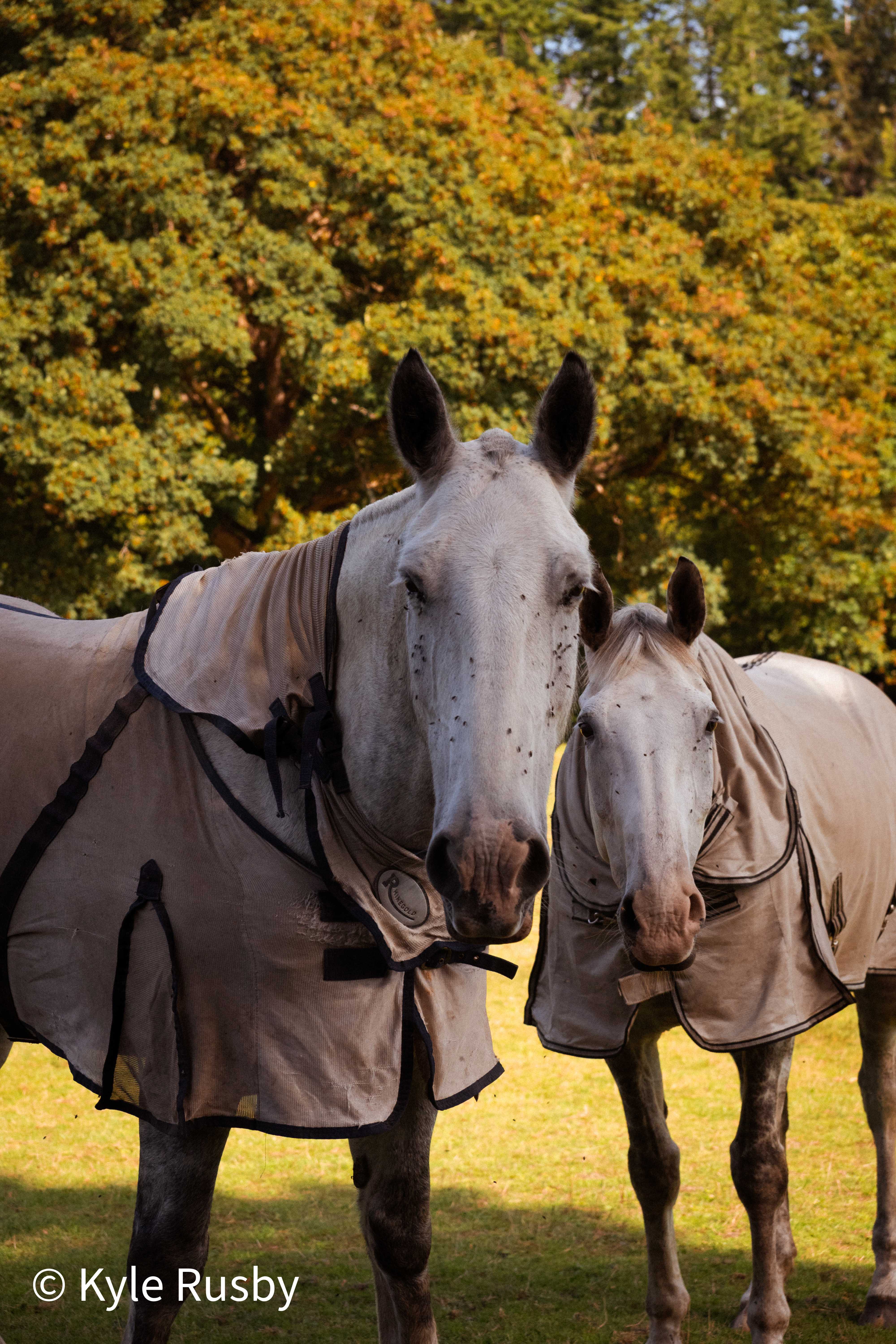 Two grey horses in dusty fly rugs stand close together in a paddock, the smaller one tucked in behind the other, autumn trees gold and green behind